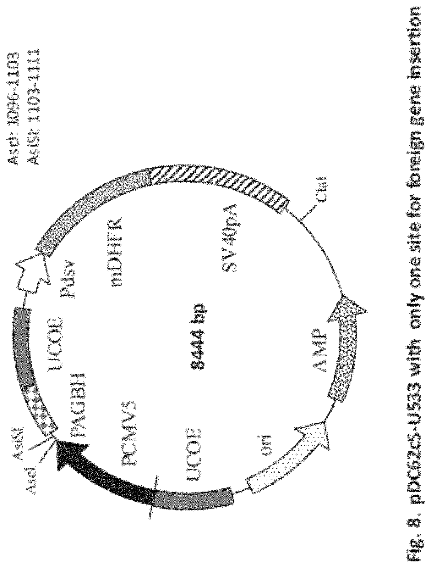 Patent US11781146 Figure 8 – Vector including a translation-impaired dihydrofolate reductase gene cassette and ubiquitously acting chromatin opening element