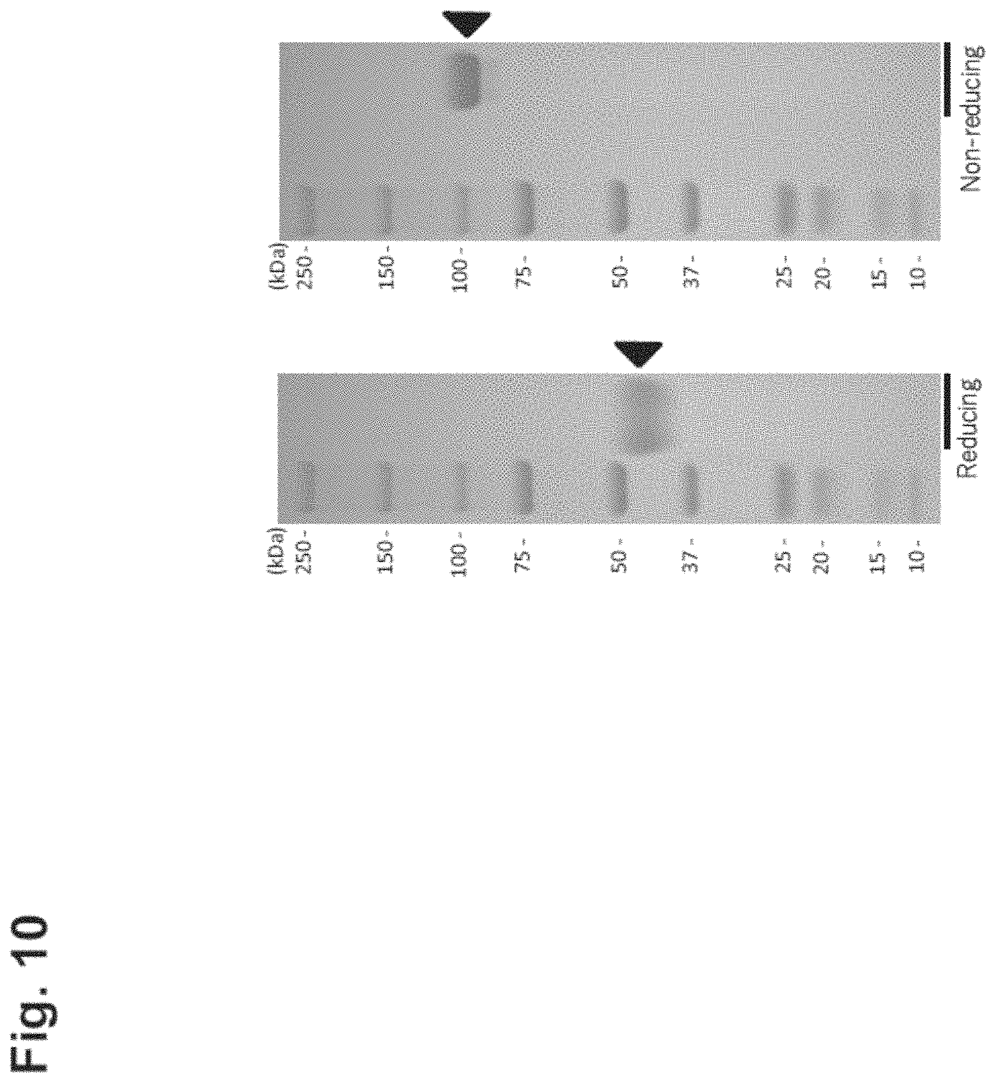 Patent US11781146 Figure 10 – Vector including a translation-impaired dihydrofolate reductase gene cassette and ubiquitously acting chromatin opening element