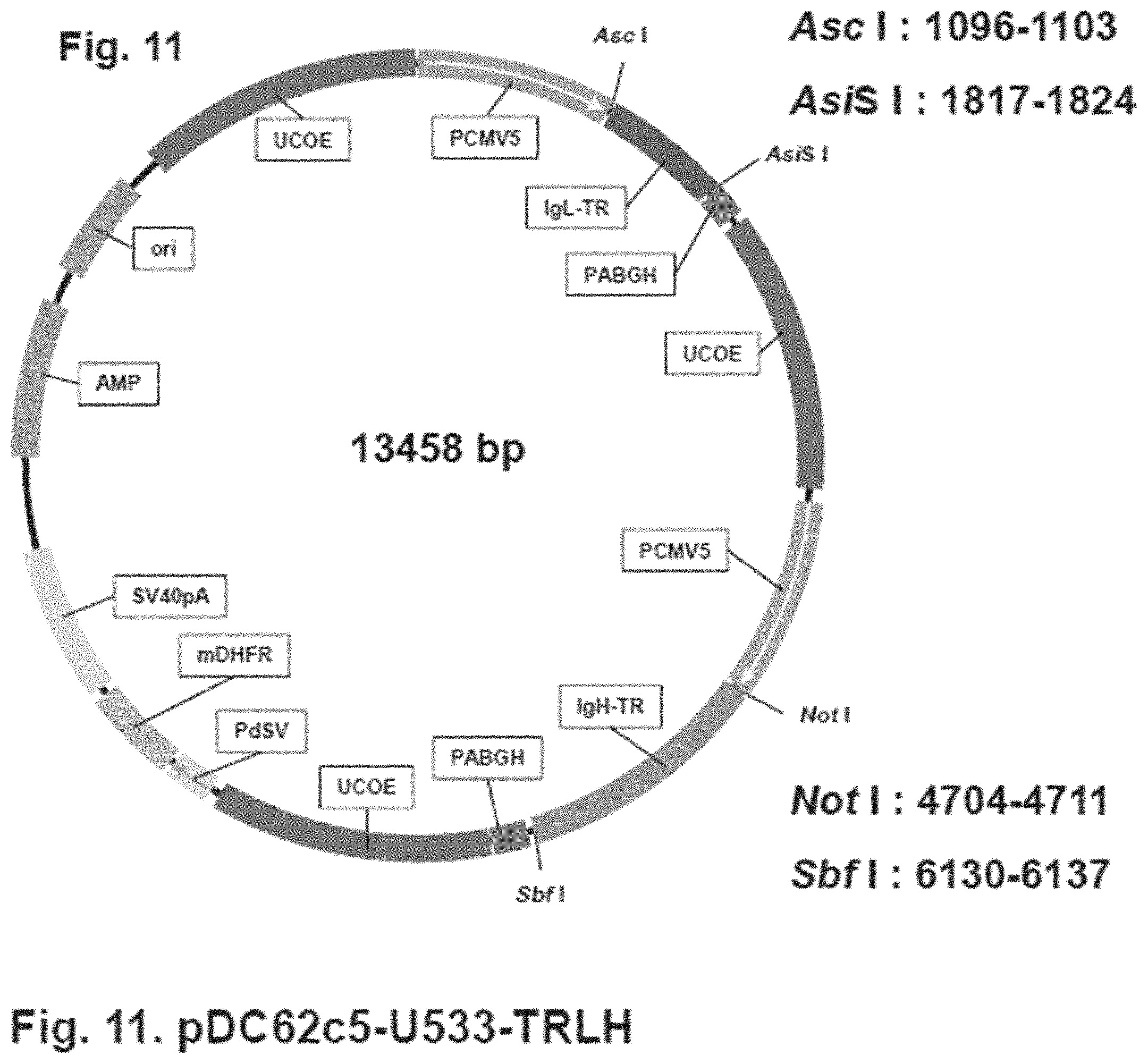 Patent US11781146 Figure 11 – Vector including a translation-impaired dihydrofolate reductase gene cassette and ubiquitously acting chromatin opening element