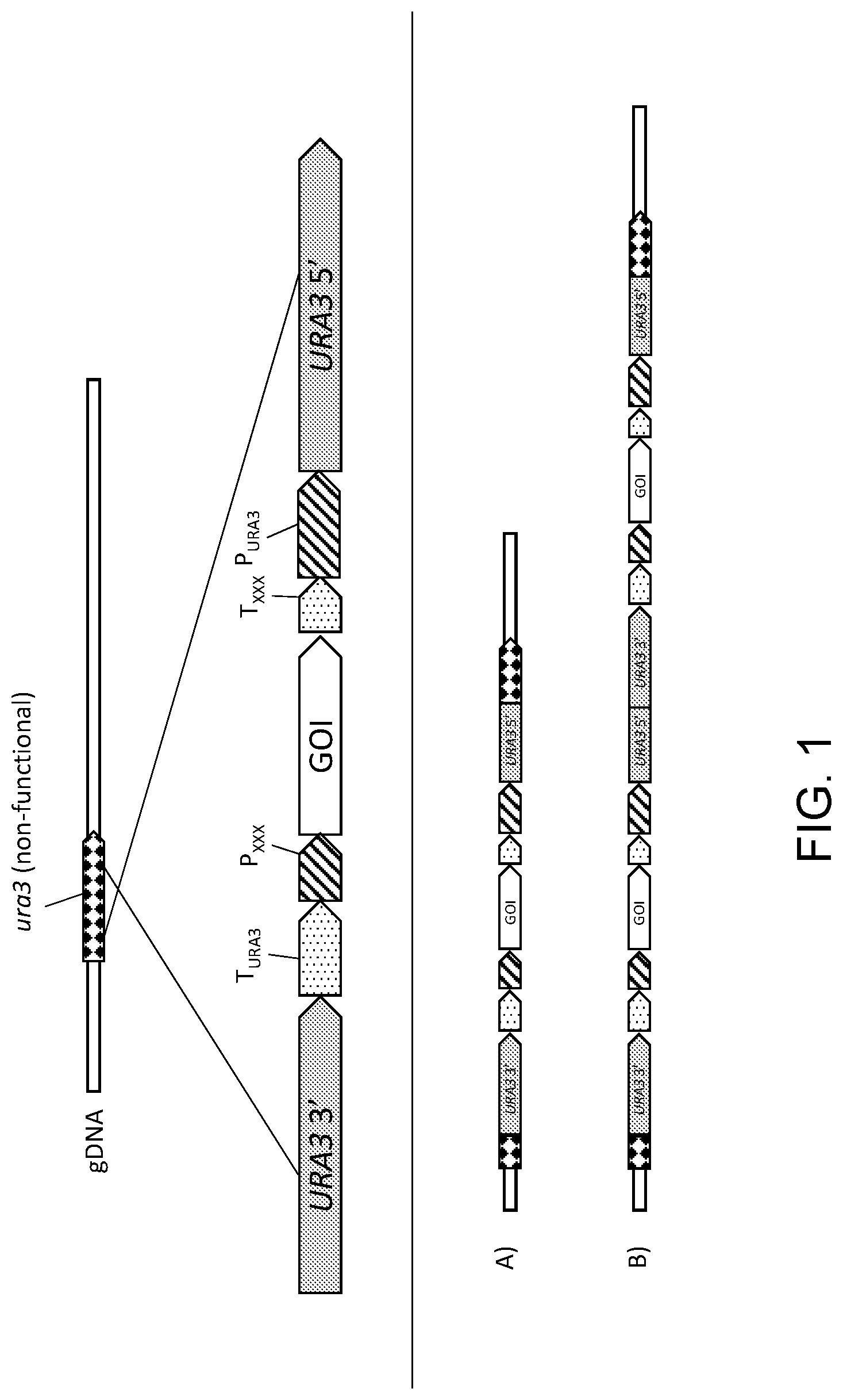 Patent US11781148 Figure 1 – Biological methods for preparing terpenes