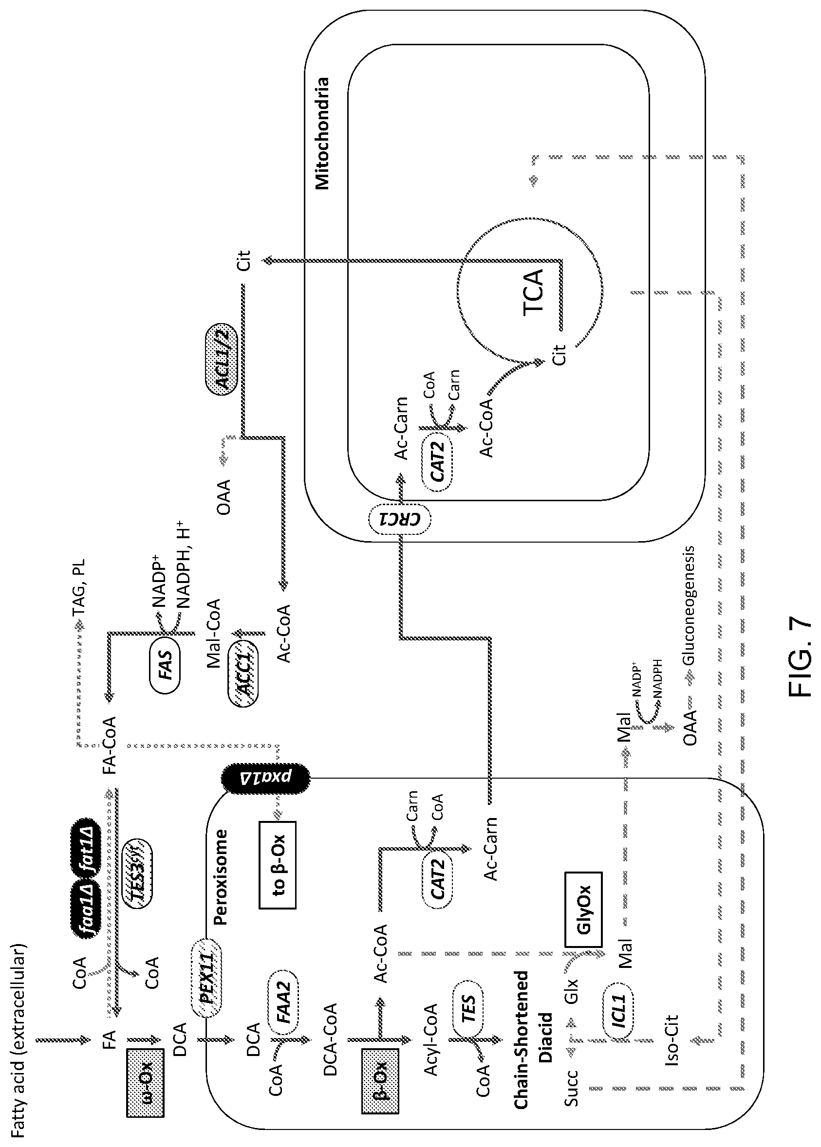Patent US11781148 Figure 7 – Biological methods for preparing terpenes