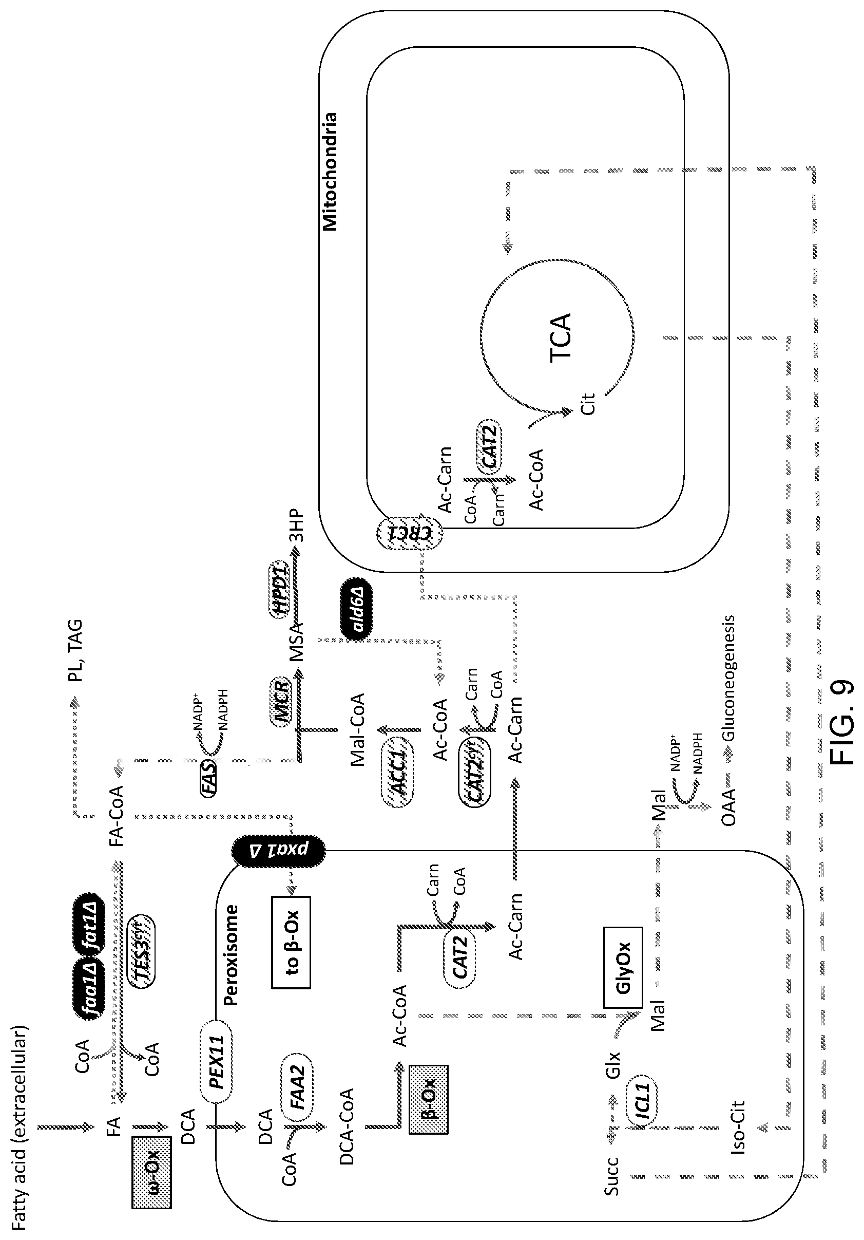 Patent US11781148 Figure 9 – Biological methods for preparing terpenes
