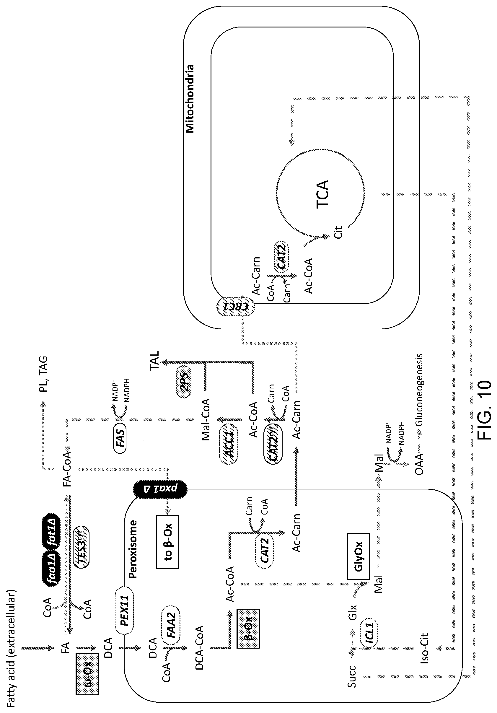Patent US11781148 Figure 10 – Biological methods for preparing terpenes