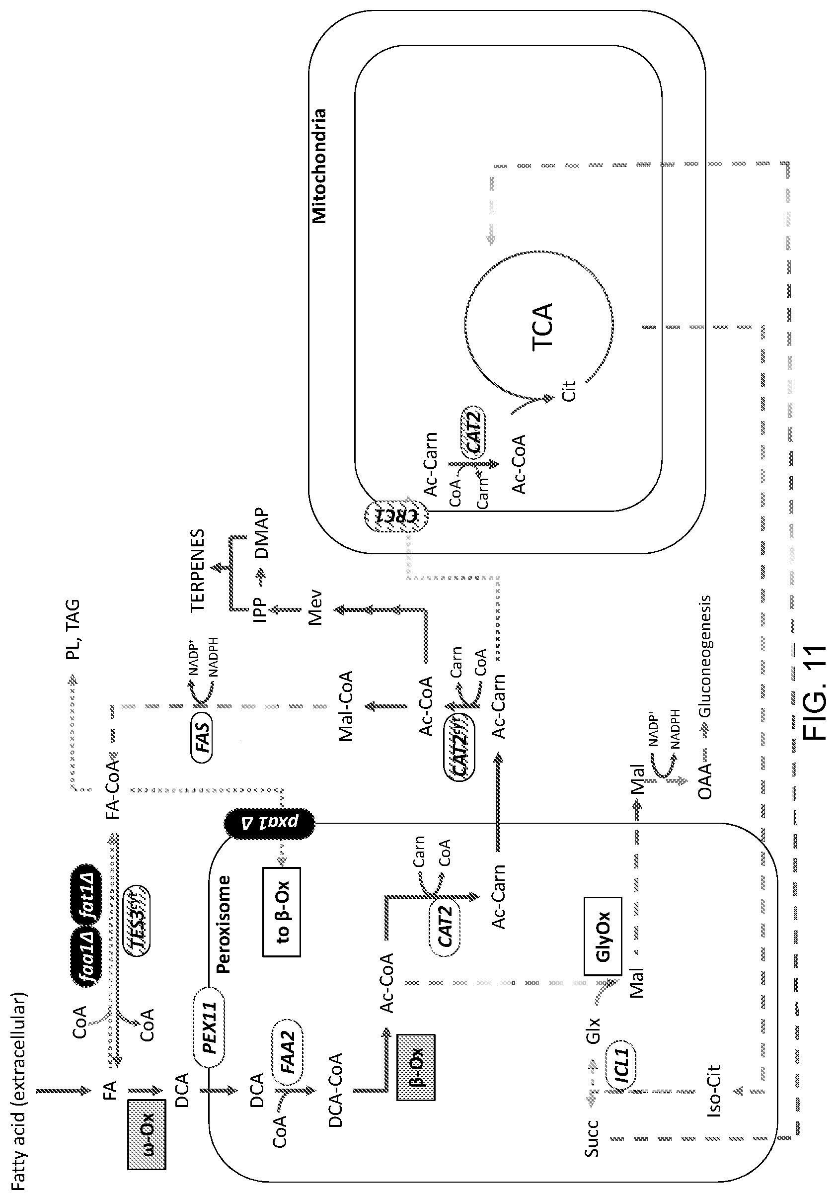 Patent US11781148 Figure 11 – Biological methods for preparing terpenes