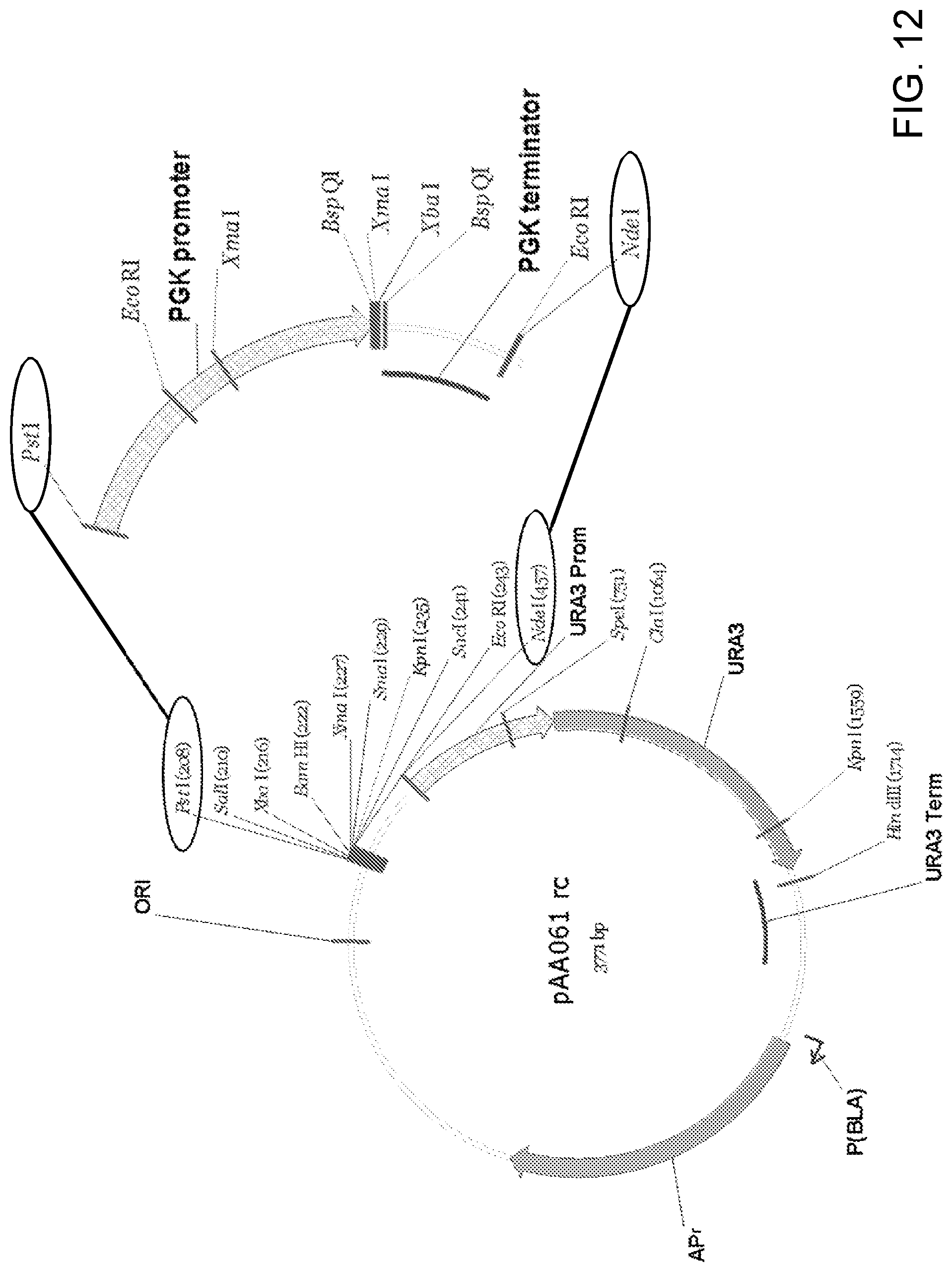 Patent US11781148 Figure 12 – Biological methods for preparing terpenes