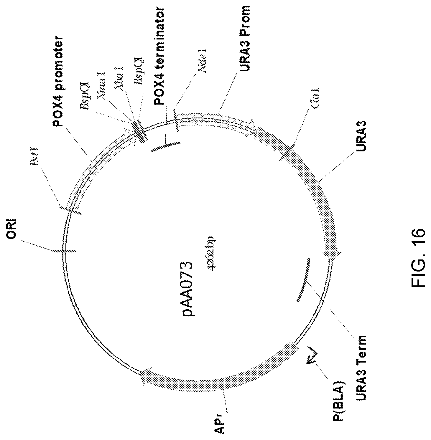 Patent US11781148 Figure 16 – Biological methods for preparing terpenes