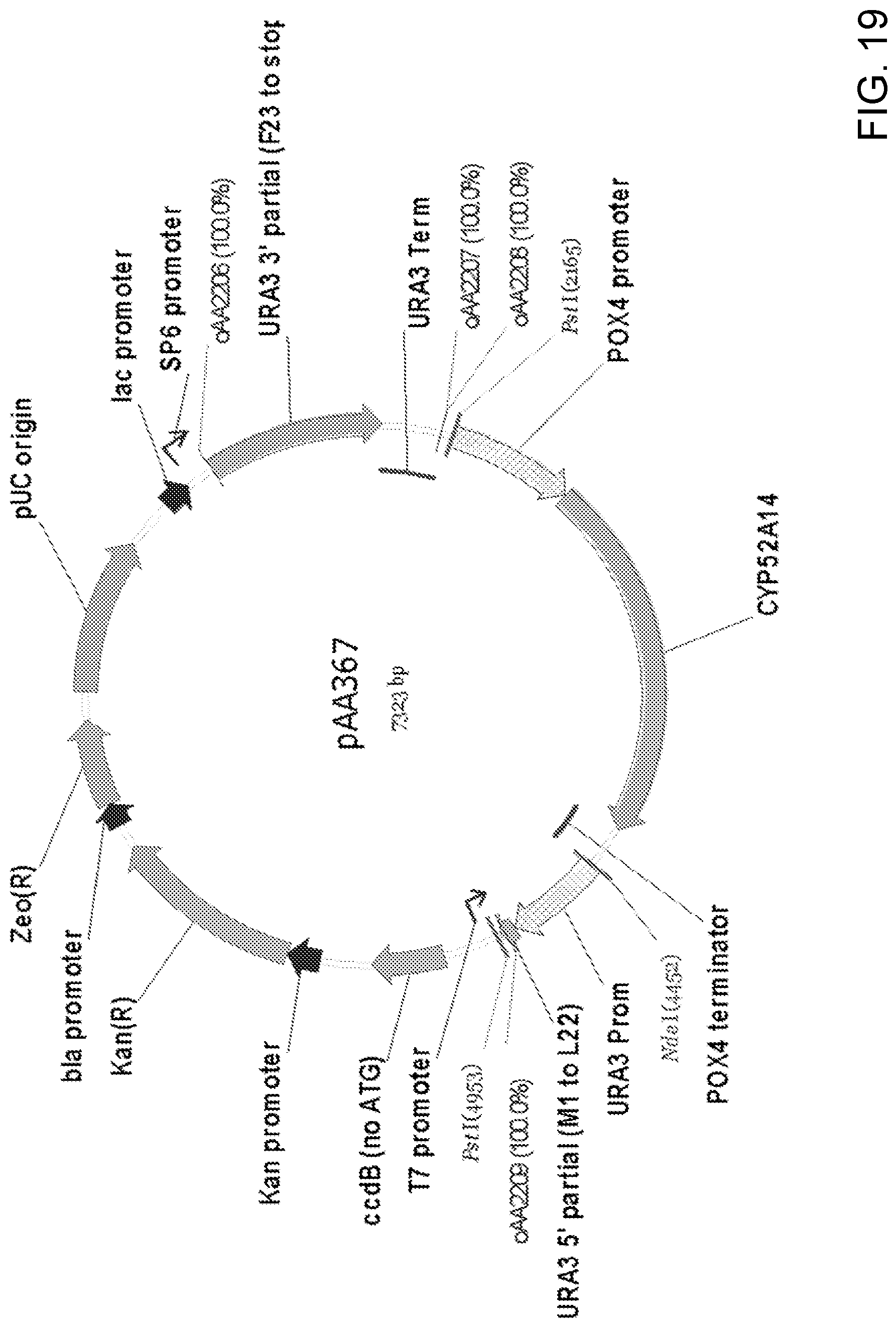 Patent US11781148 Figure 19 – Biological methods for preparing terpenes