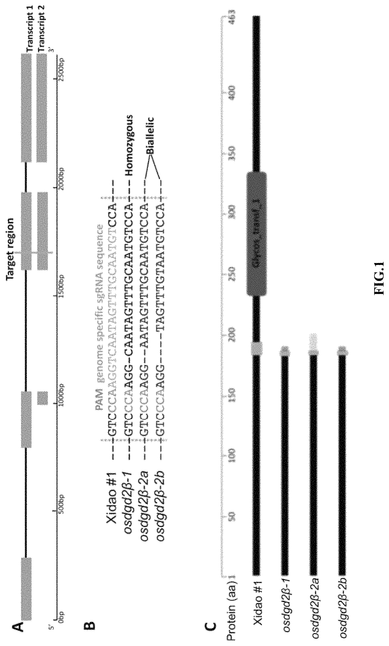 Patent US11781153 Figure 1 – Use of OsDGD2β gene in breeding of male sterile rice materials