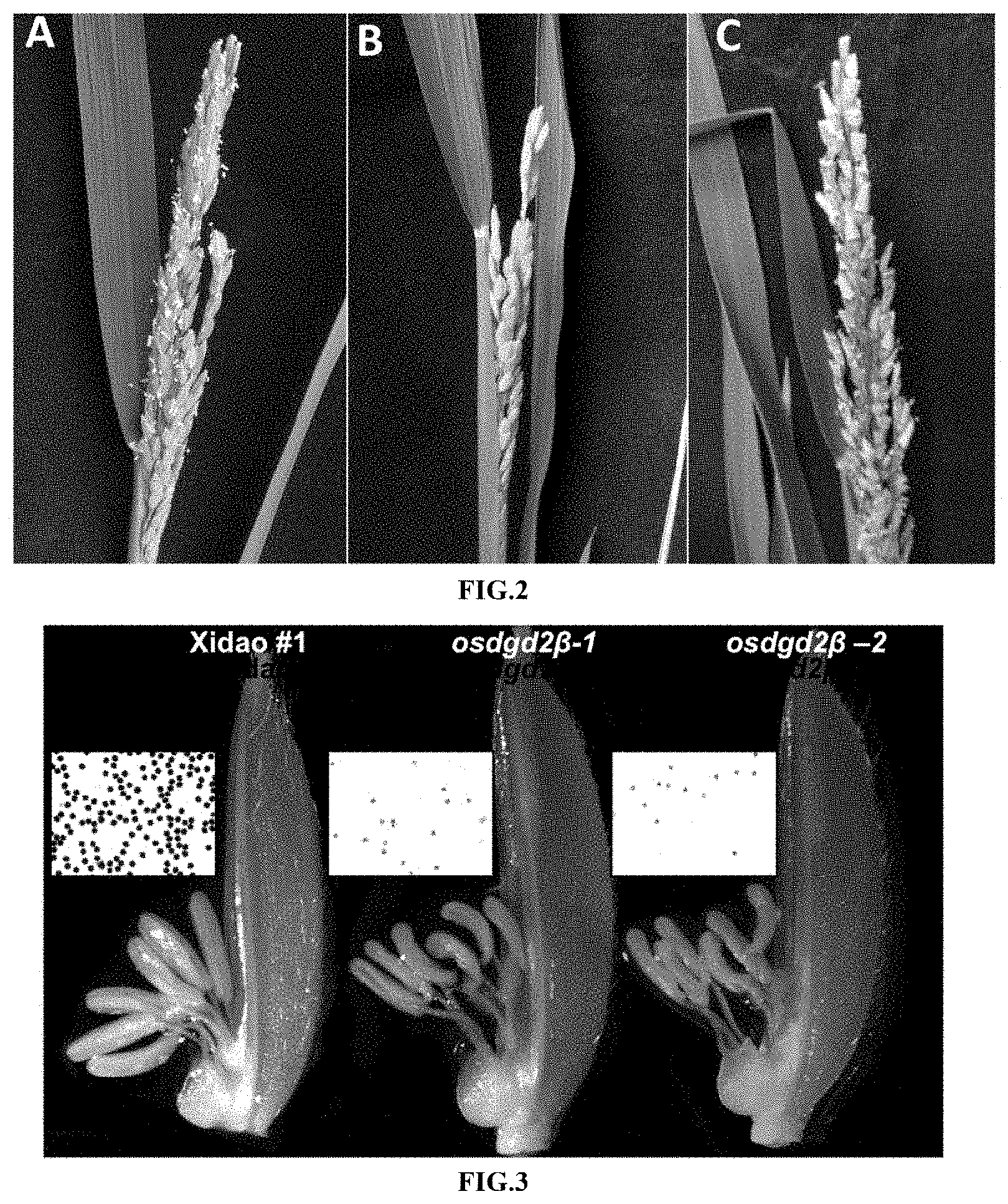 Patent US11781153 Figure 2 – Use of OsDGD2β gene in breeding of male sterile rice materials