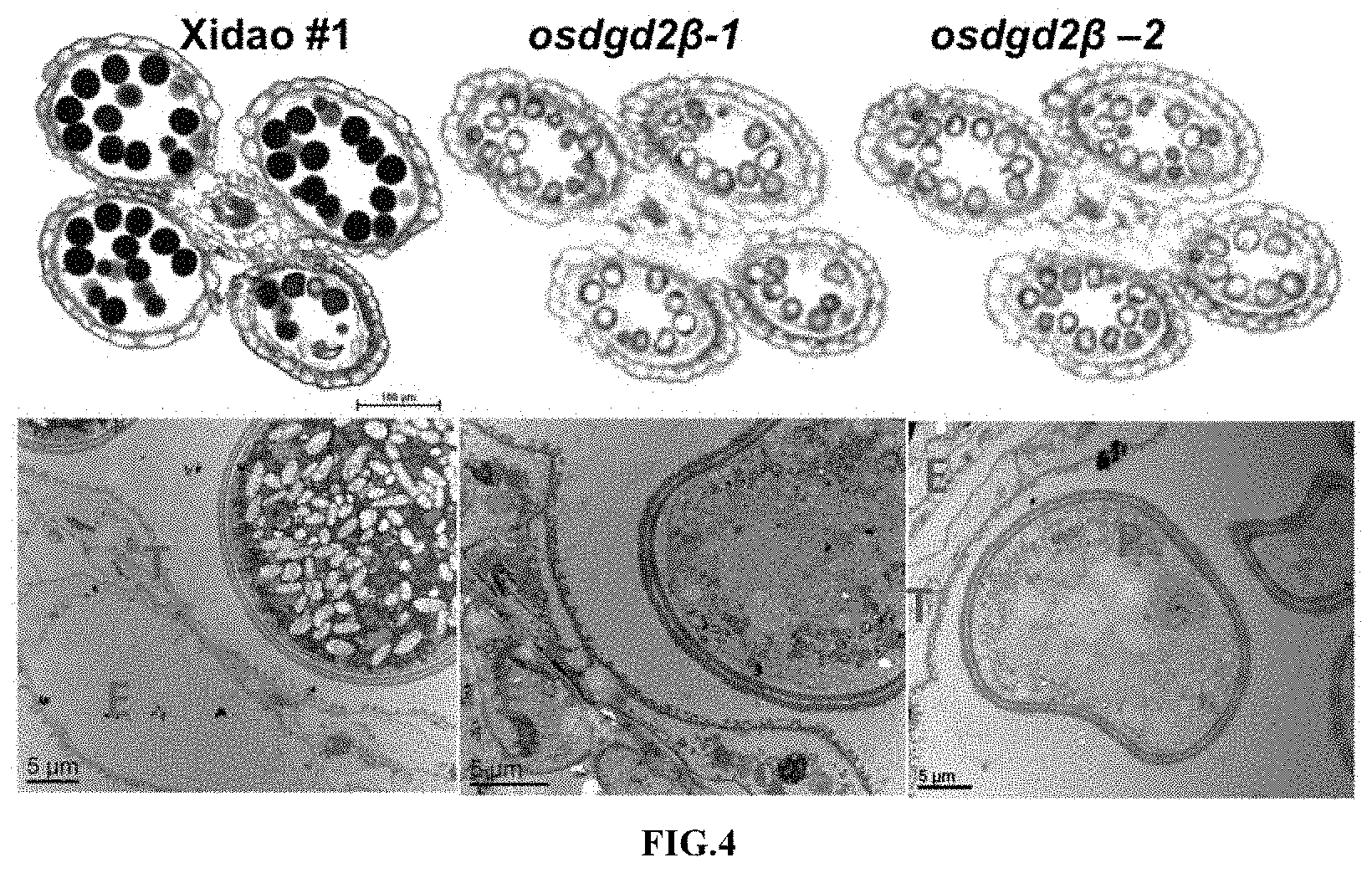 Patent US11781153 Figure 3 – Use of OsDGD2β gene in breeding of male sterile rice materials
