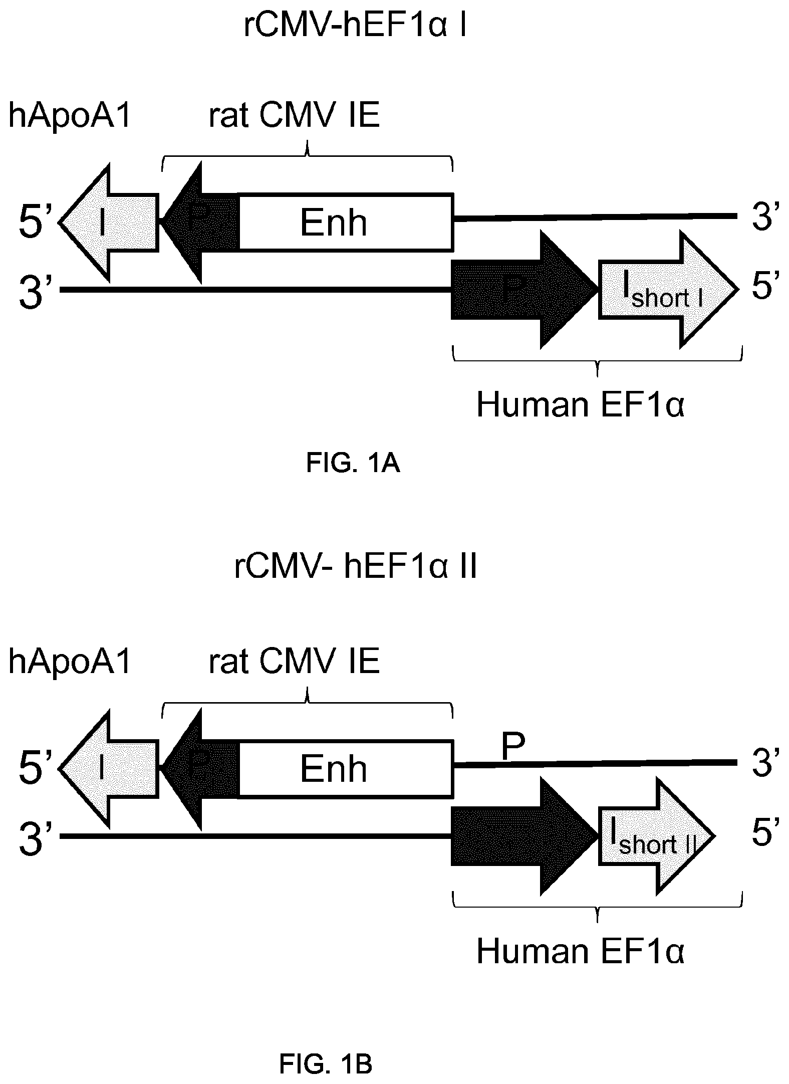 Patent US11781155 Figure 1 – Potent and balanced bidirectional promoter