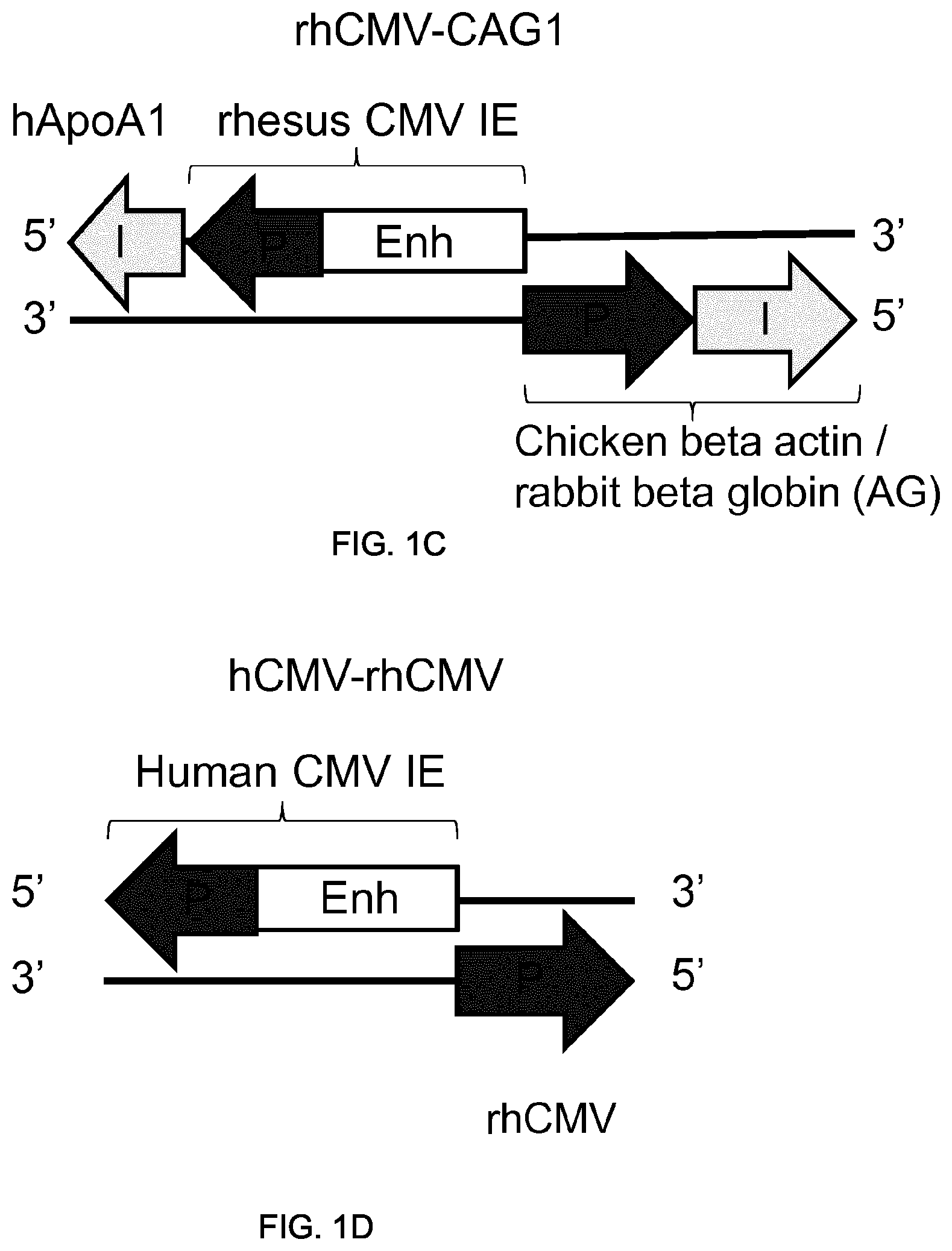 Patent US11781155 Figure 2 – Potent and balanced bidirectional promoter