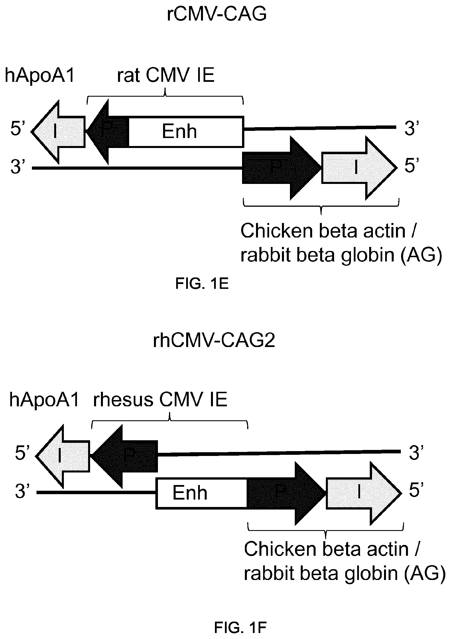 Patent US11781155 Figure 3 – Potent and balanced bidirectional promoter