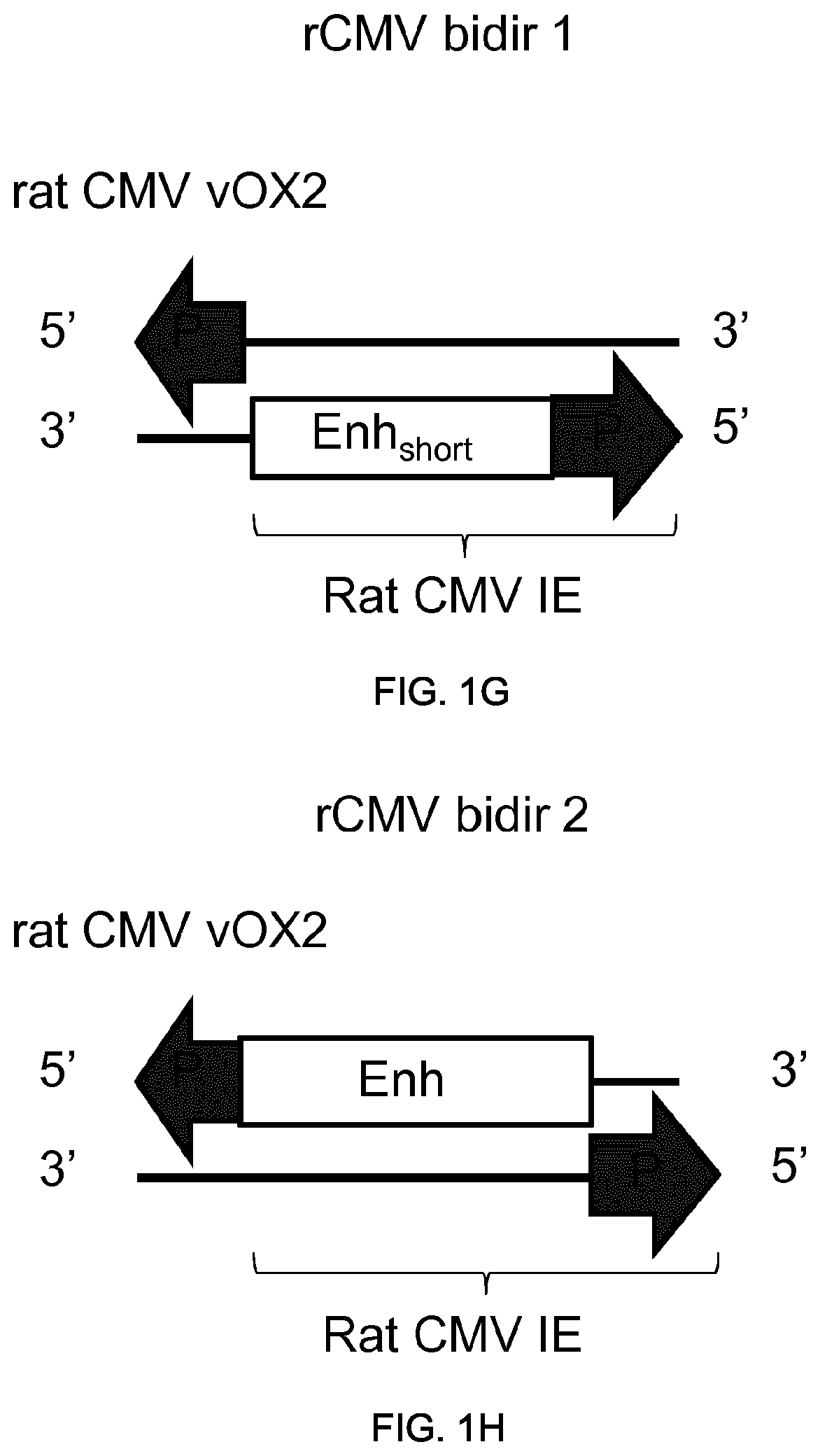 Patent US11781155 Figure 4 – Potent and balanced bidirectional promoter