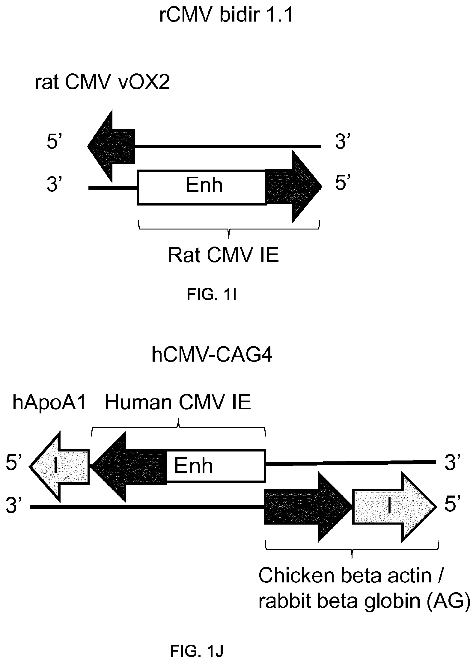 Patent US11781155 Figure 5 – Potent and balanced bidirectional promoter