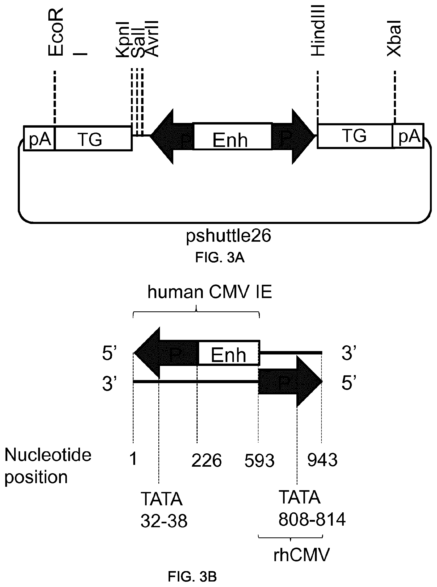 Patent US11781155 Figure 7 – Potent and balanced bidirectional promoter