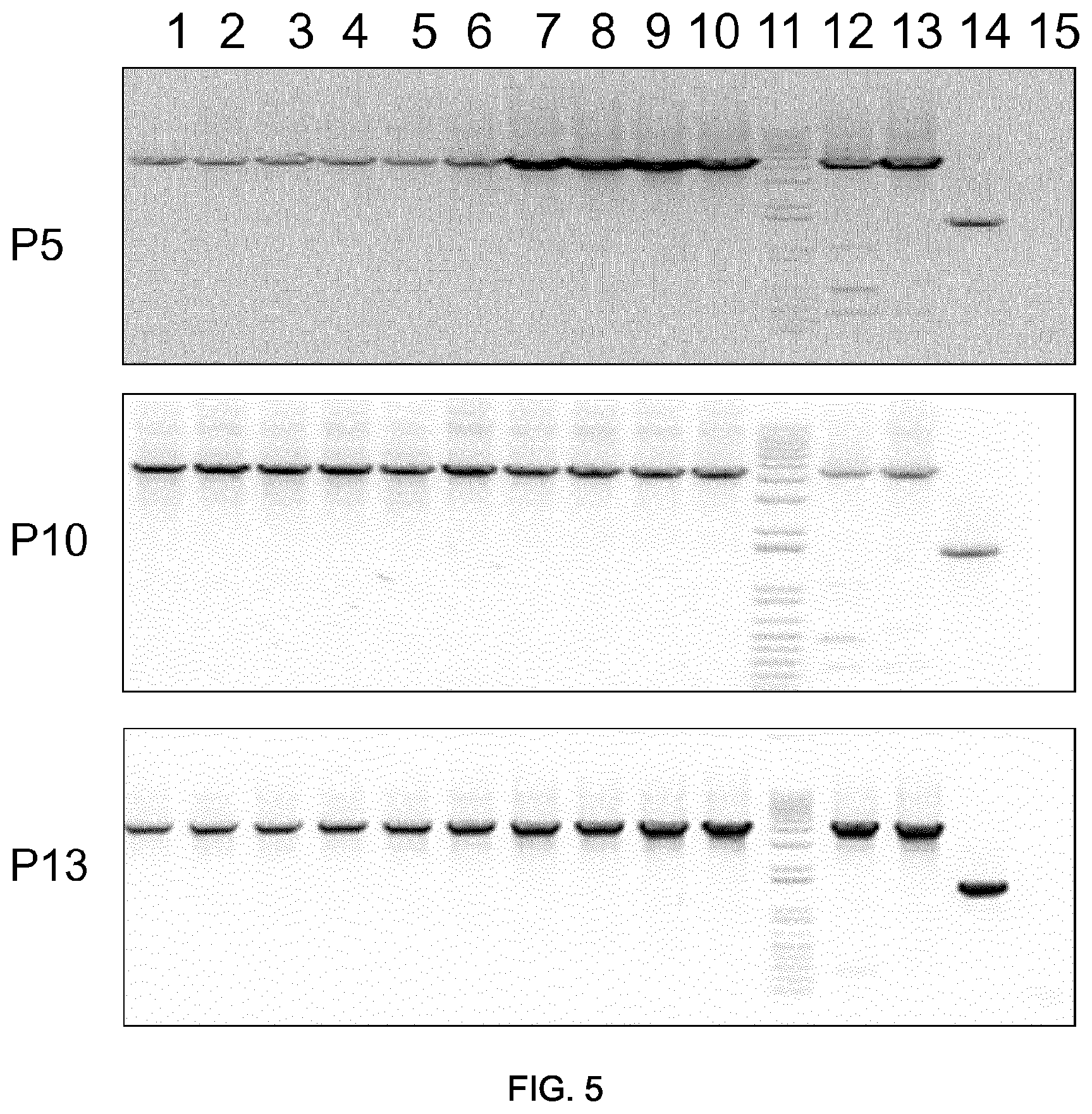 Patent US11781155 Figure 9 – Potent and balanced bidirectional promoter