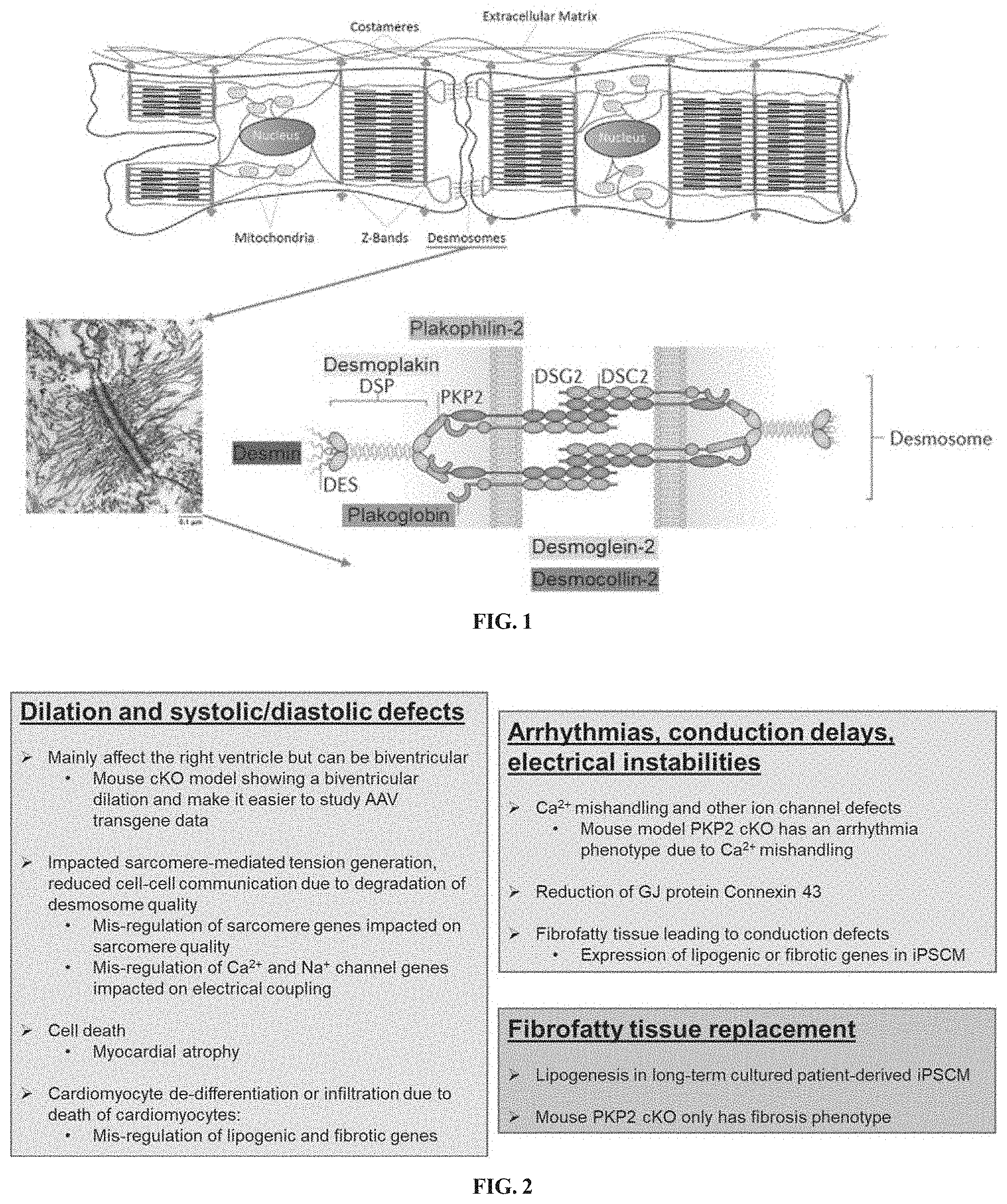 Patent US11781156 Figure 1 – Plakophillin-2 gene therapy methods and compositions