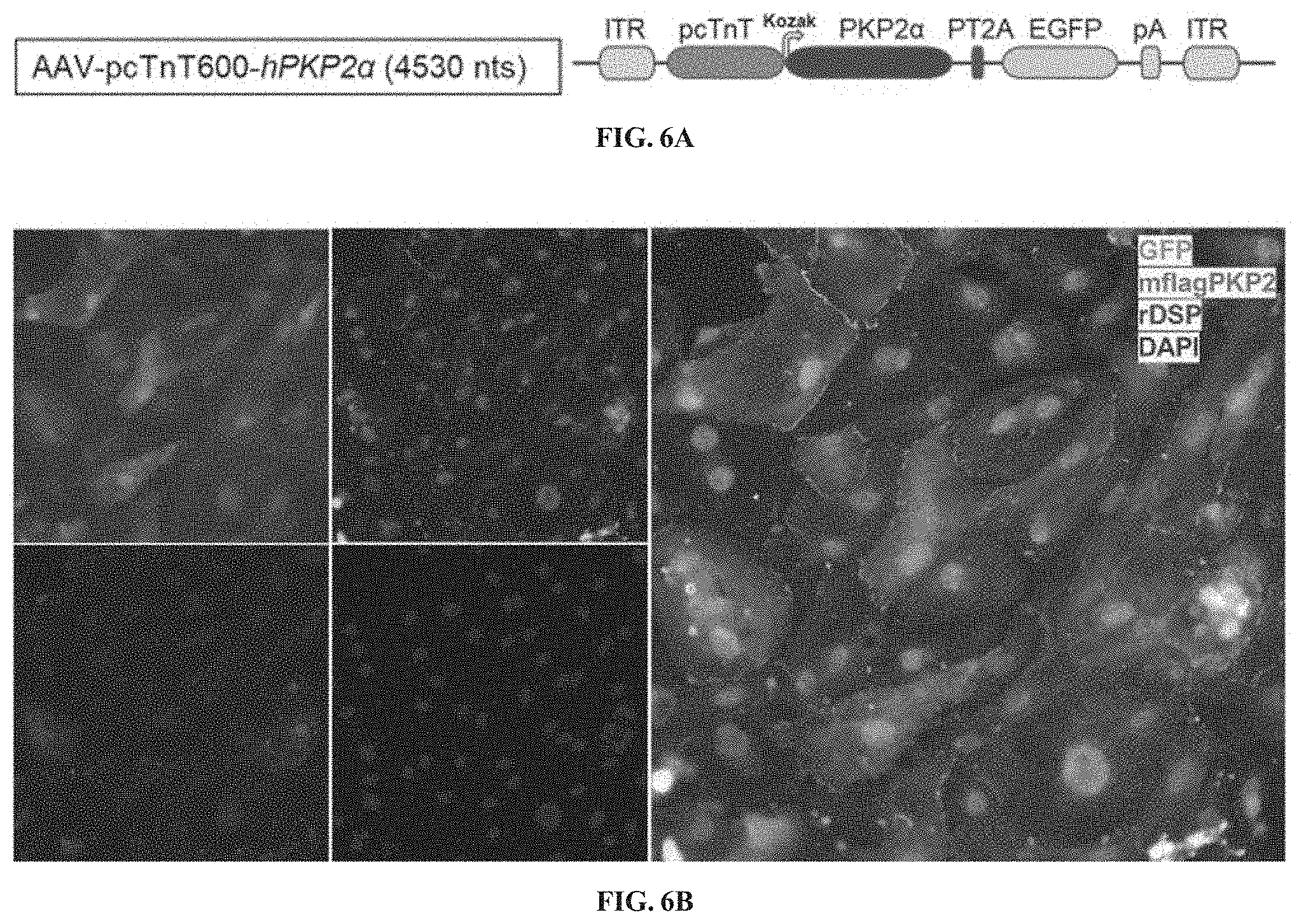 Patent US11781156 Figure 6 – Plakophillin-2 gene therapy methods and compositions