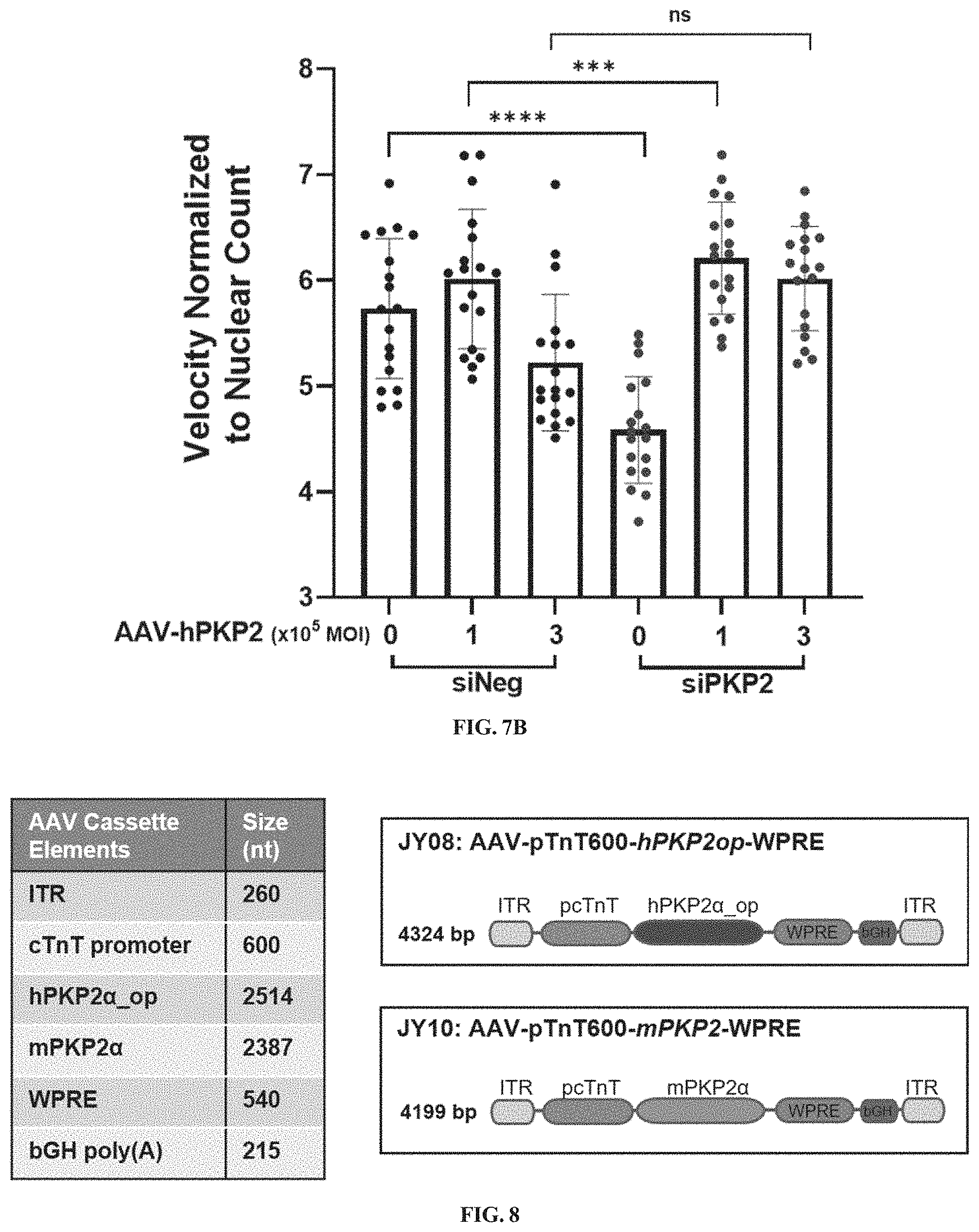Patent US11781156 Figure 8 – Plakophillin-2 gene therapy methods and compositions