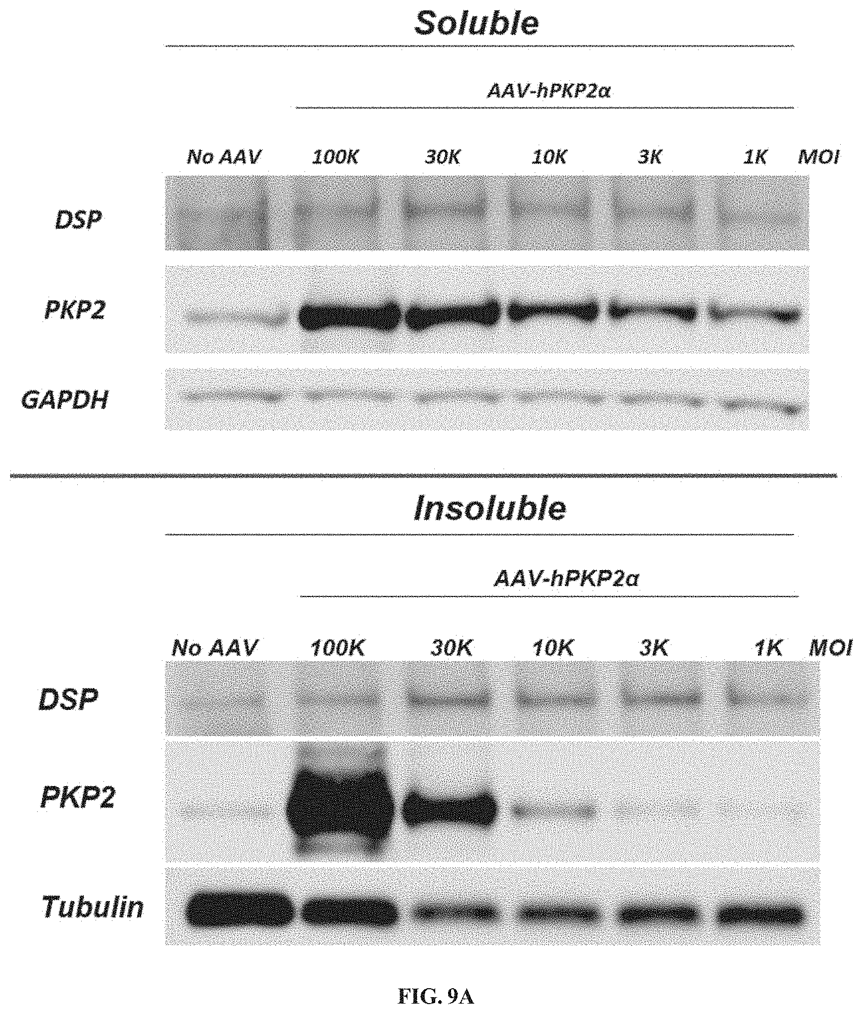Patent US11781156 Figure 9 – Plakophillin-2 gene therapy methods and compositions