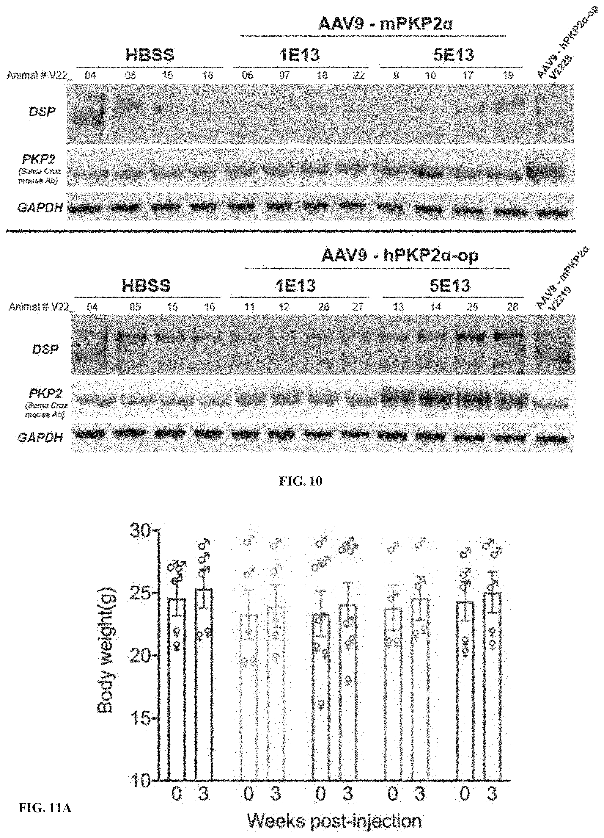 Patent US11781156 Figure 11 – Plakophillin-2 gene therapy methods and compositions