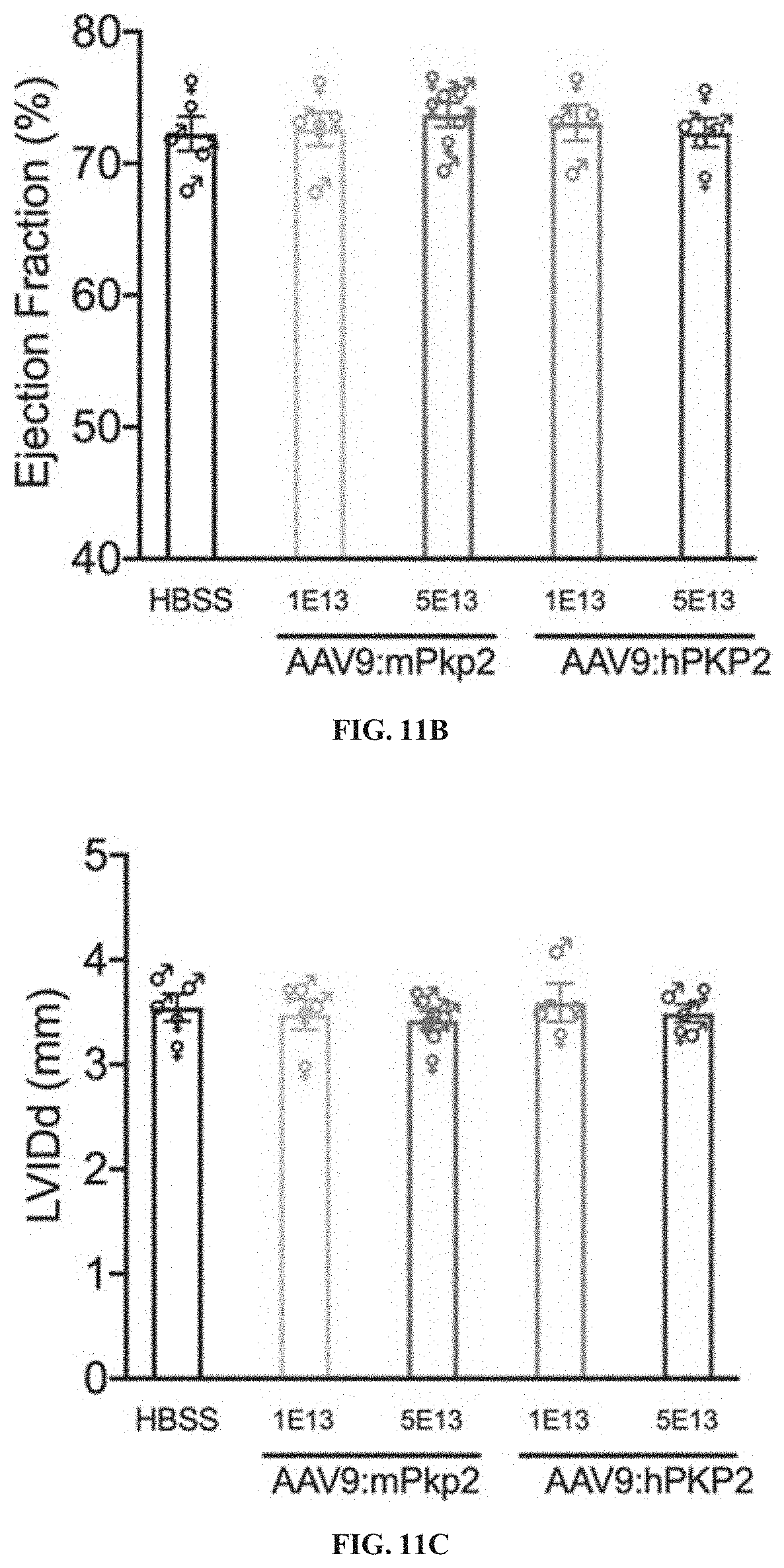 Patent US11781156 Figure 12 – Plakophillin-2 gene therapy methods and compositions