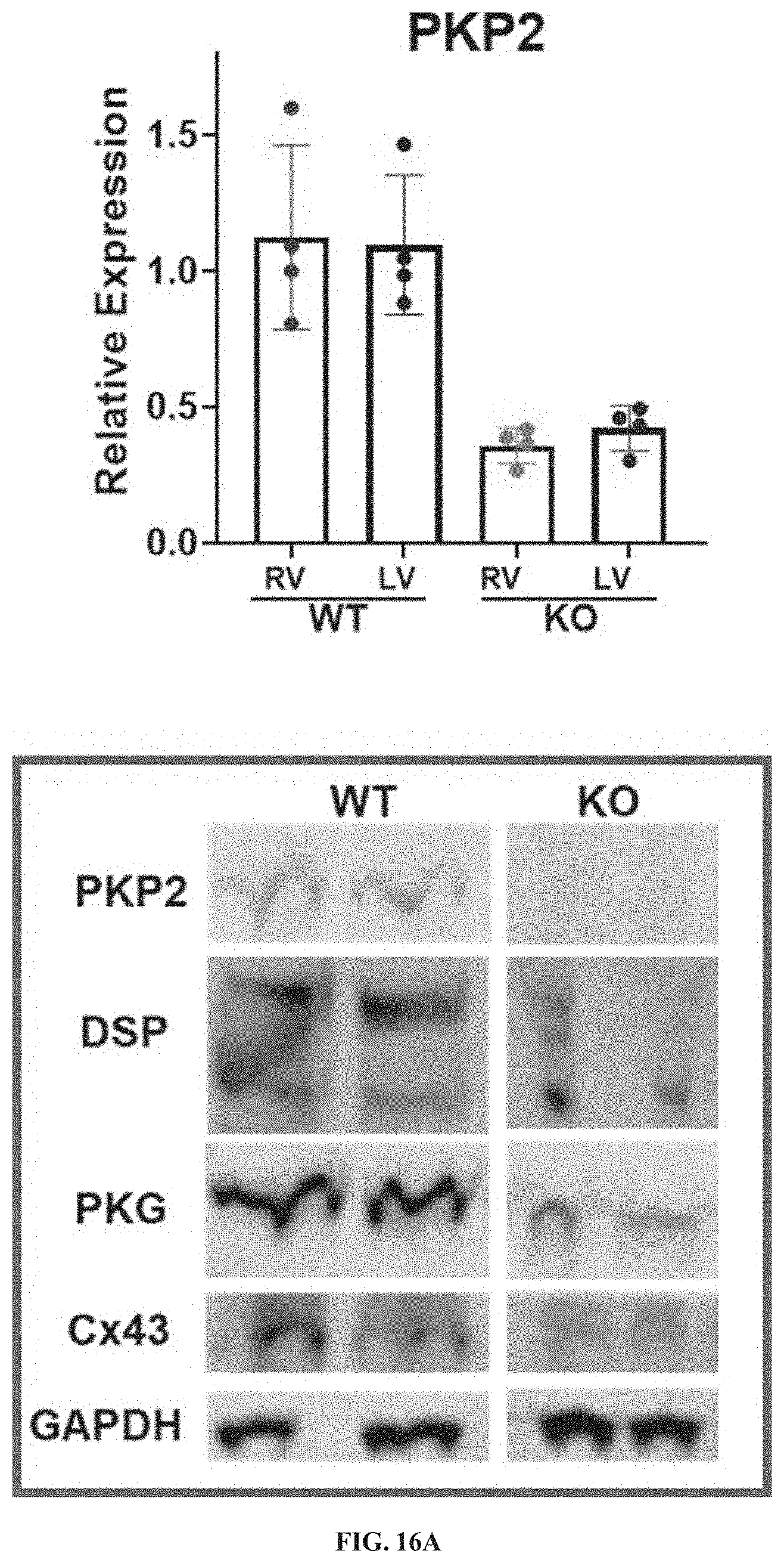 Patent US11781156 Figure 19 – Plakophillin-2 gene therapy methods and compositions