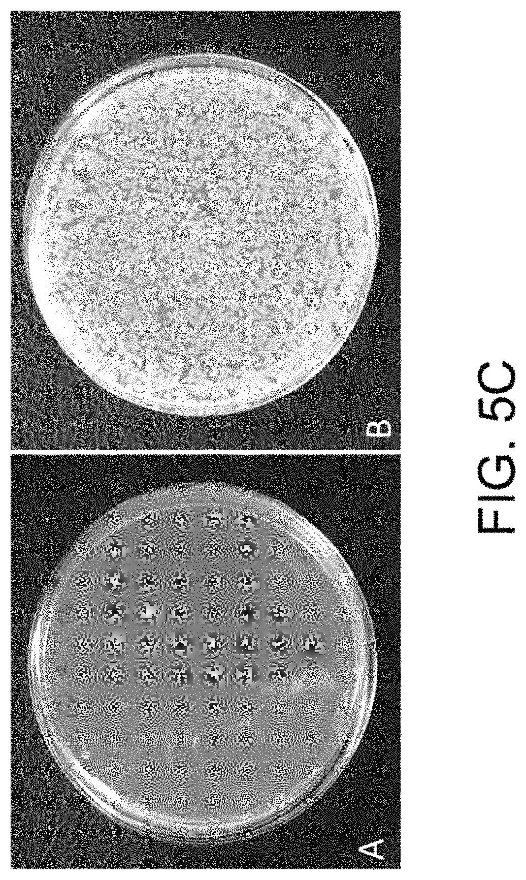 Patent US11781157 Figure 11 – Biological devices for producing oxidized zinc and applications thereof