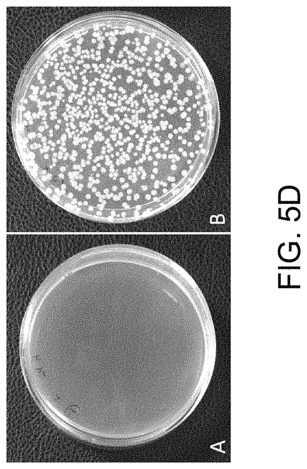 Patent US11781157 Figure 12 – Biological devices for producing oxidized zinc and applications thereof