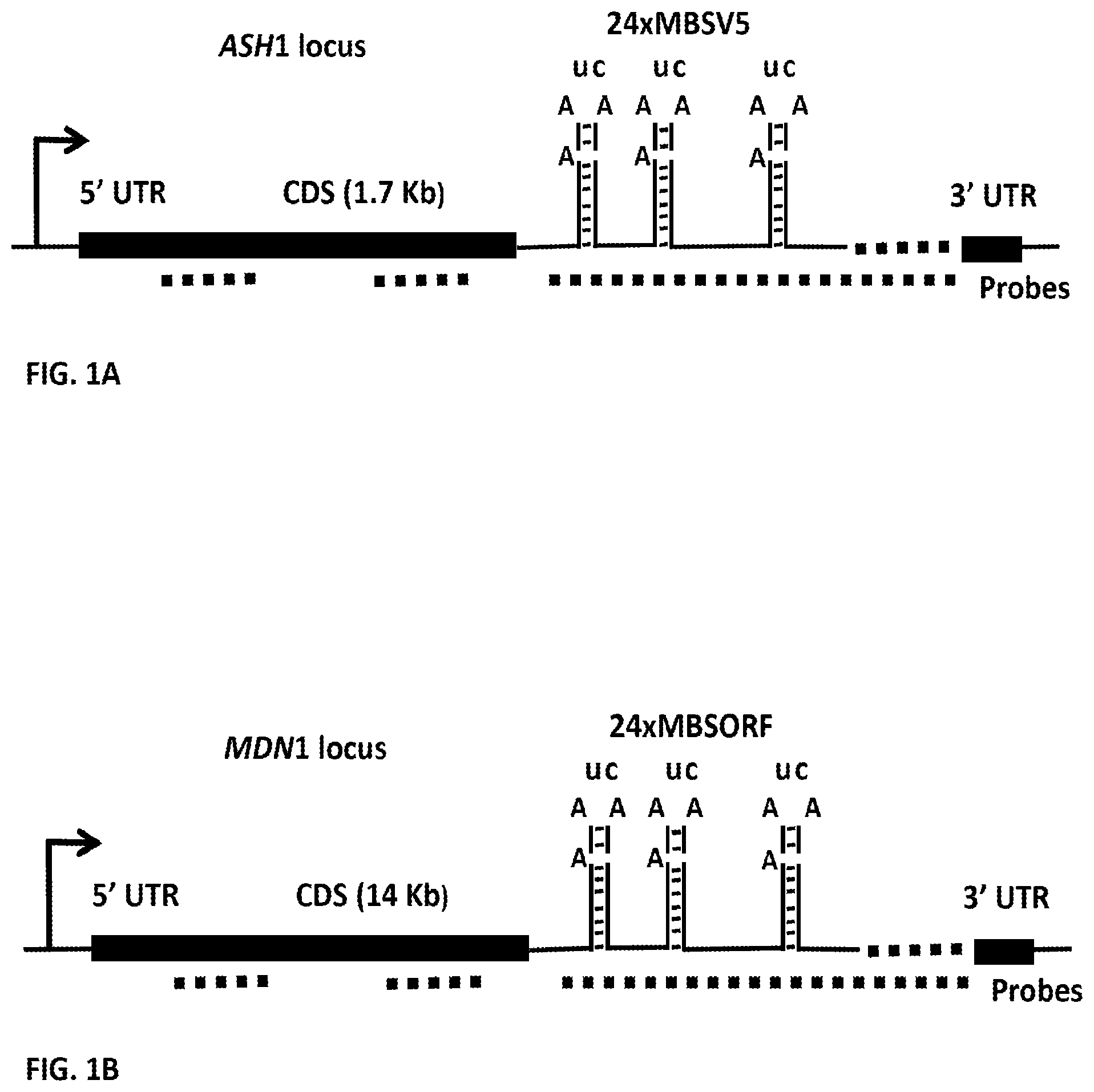 Patent US11781173 Figure 1 – RNA tagging system for visualization of single mRNA molecules