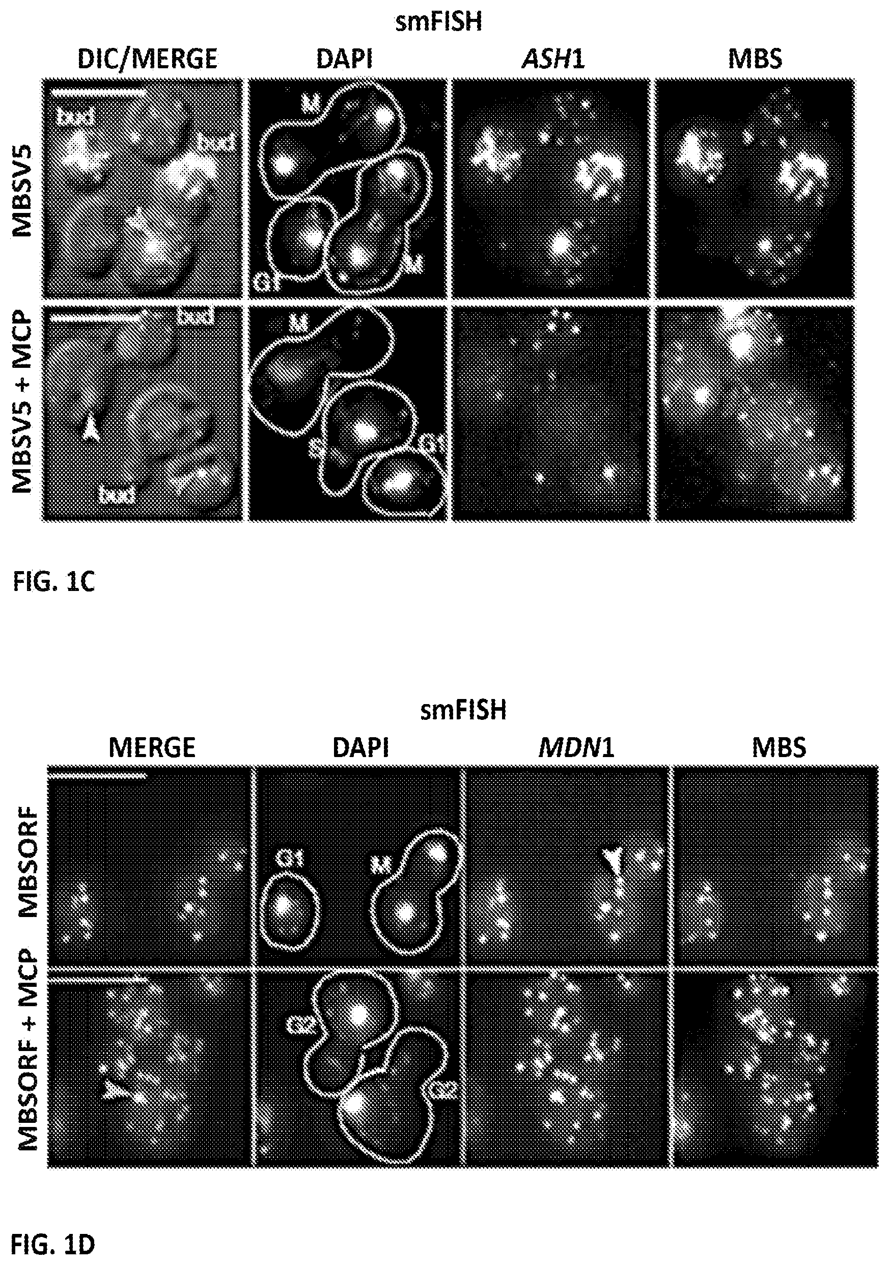 Patent US11781173 Figure 2 – RNA tagging system for visualization of single mRNA molecules