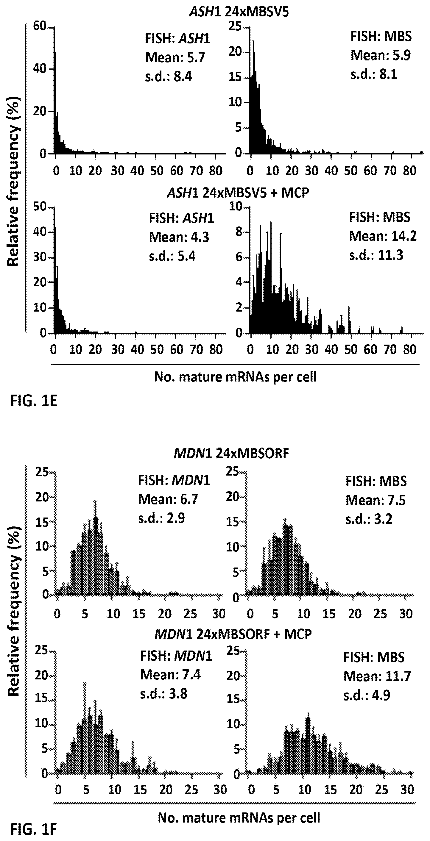 Patent US11781173 Figure 3 – RNA tagging system for visualization of single mRNA molecules