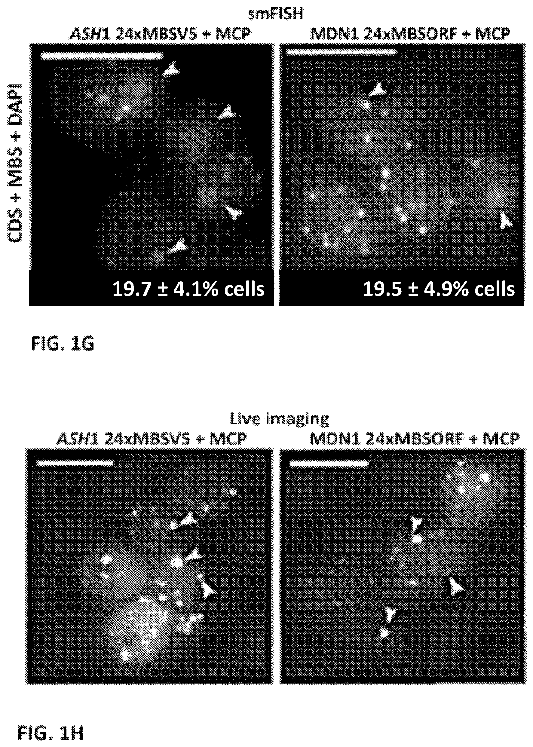 Patent US11781173 Figure 4 – RNA tagging system for visualization of single mRNA molecules