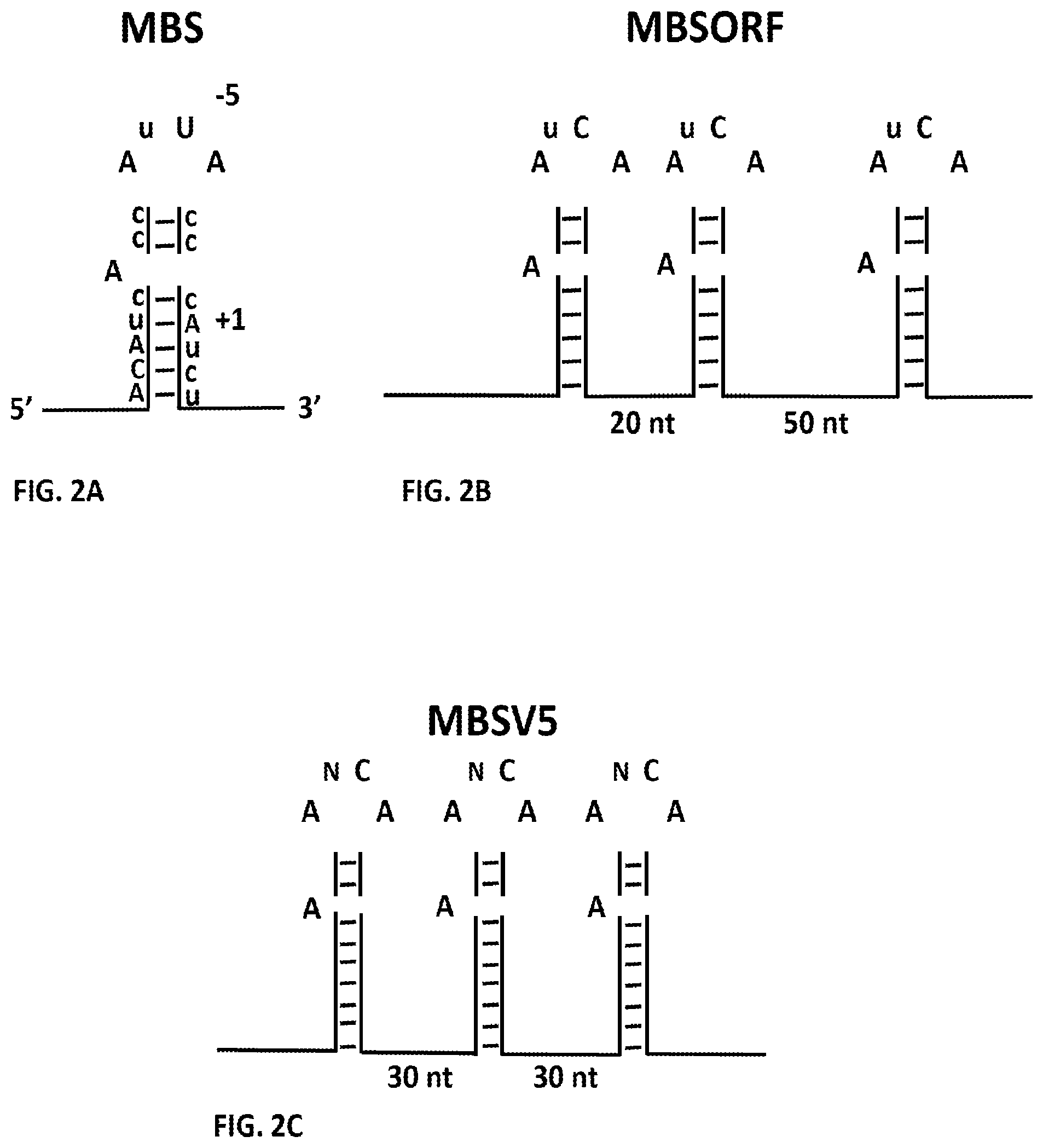 Patent US11781173 Figure 5 – RNA tagging system for visualization of single mRNA molecules