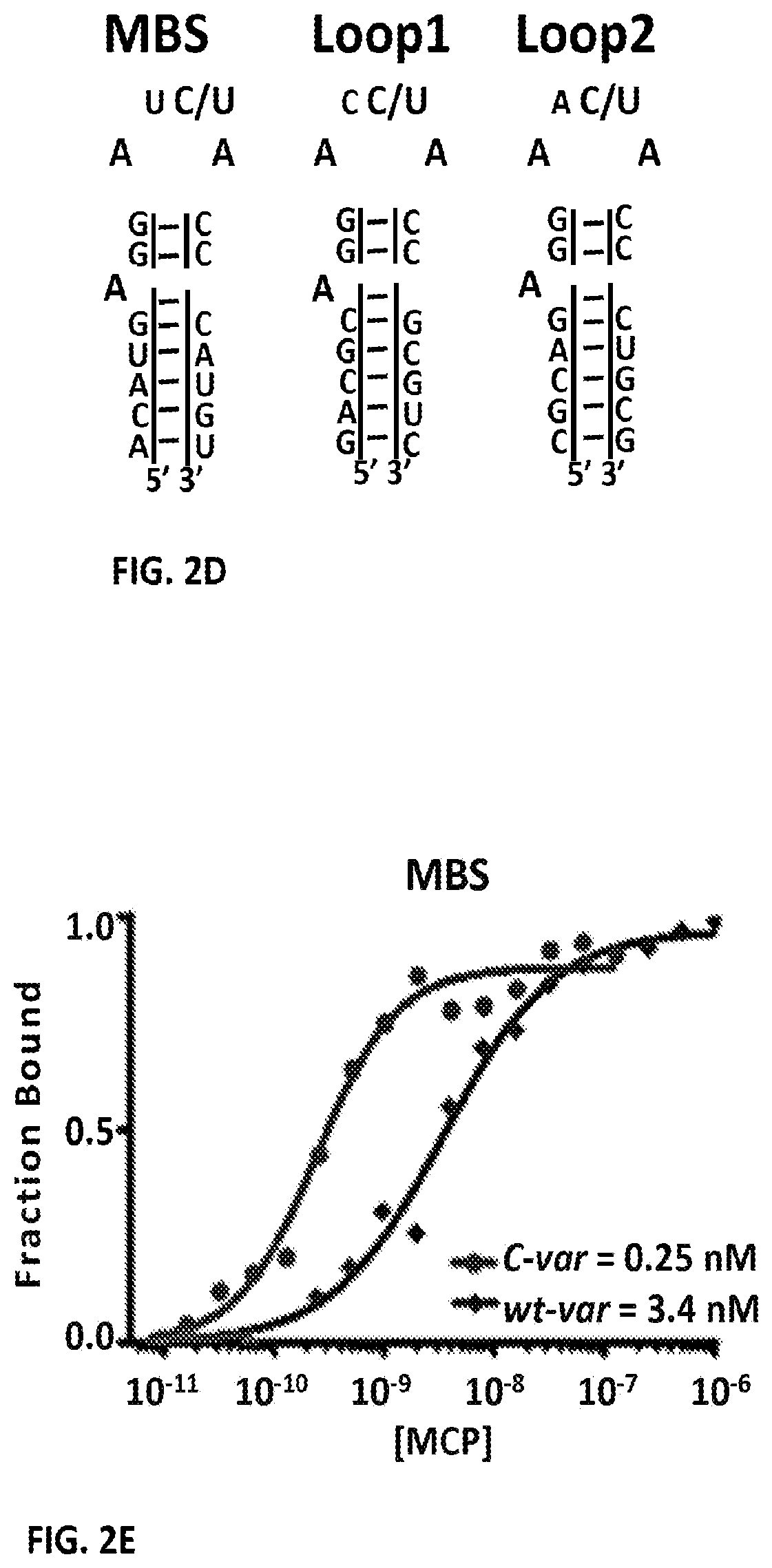 Patent US11781173 Figure 6 – RNA tagging system for visualization of single mRNA molecules