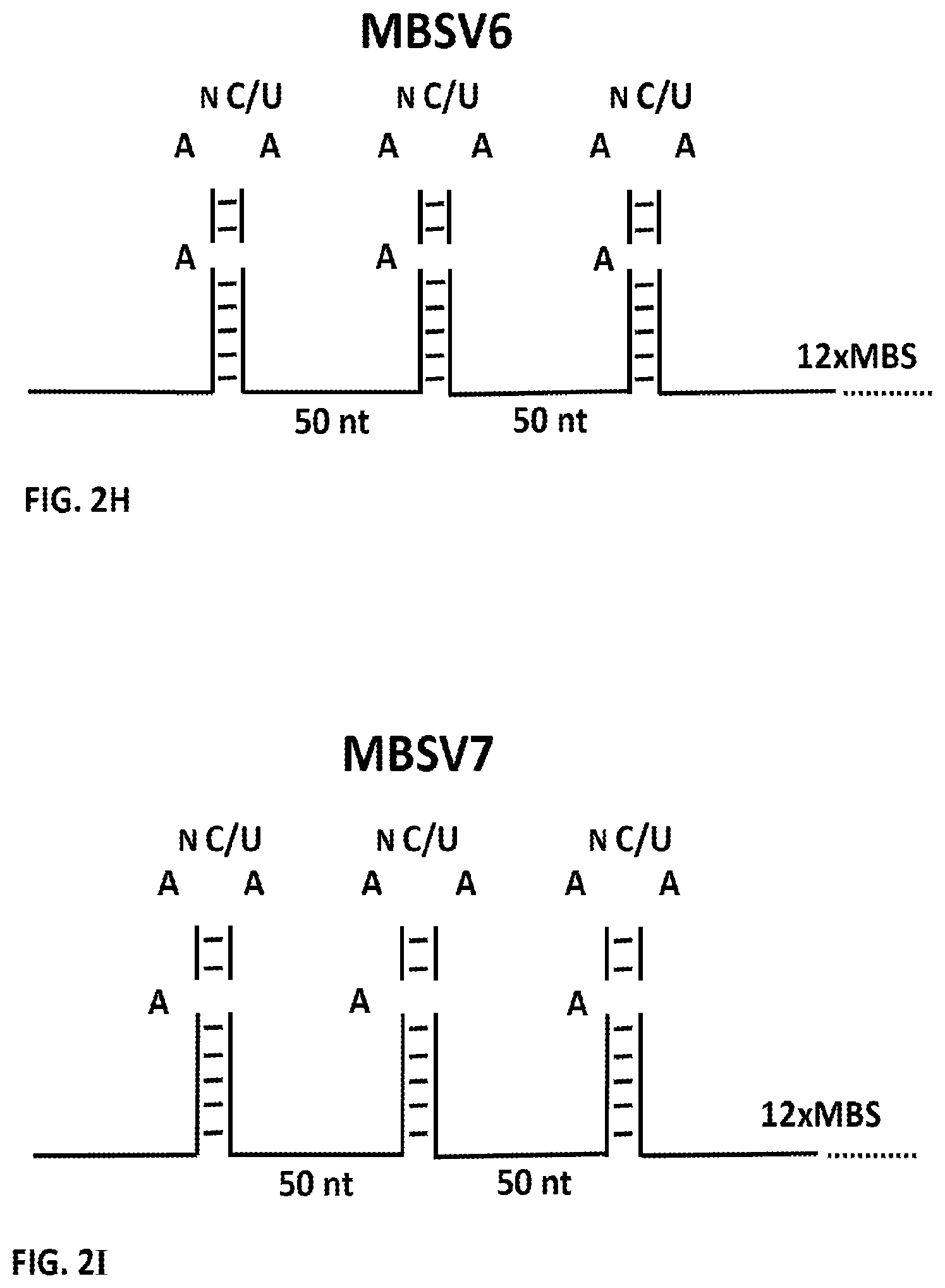 Patent US11781173 Figure 8 – RNA tagging system for visualization of single mRNA molecules