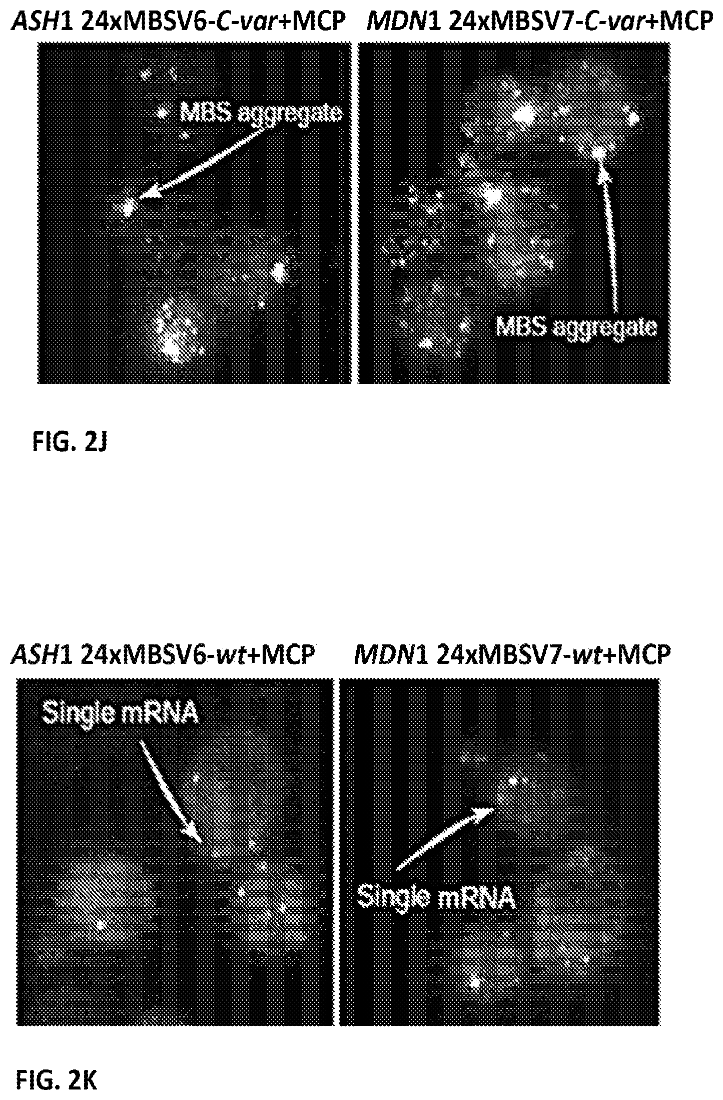 Patent US11781173 Figure 9 – RNA tagging system for visualization of single mRNA molecules