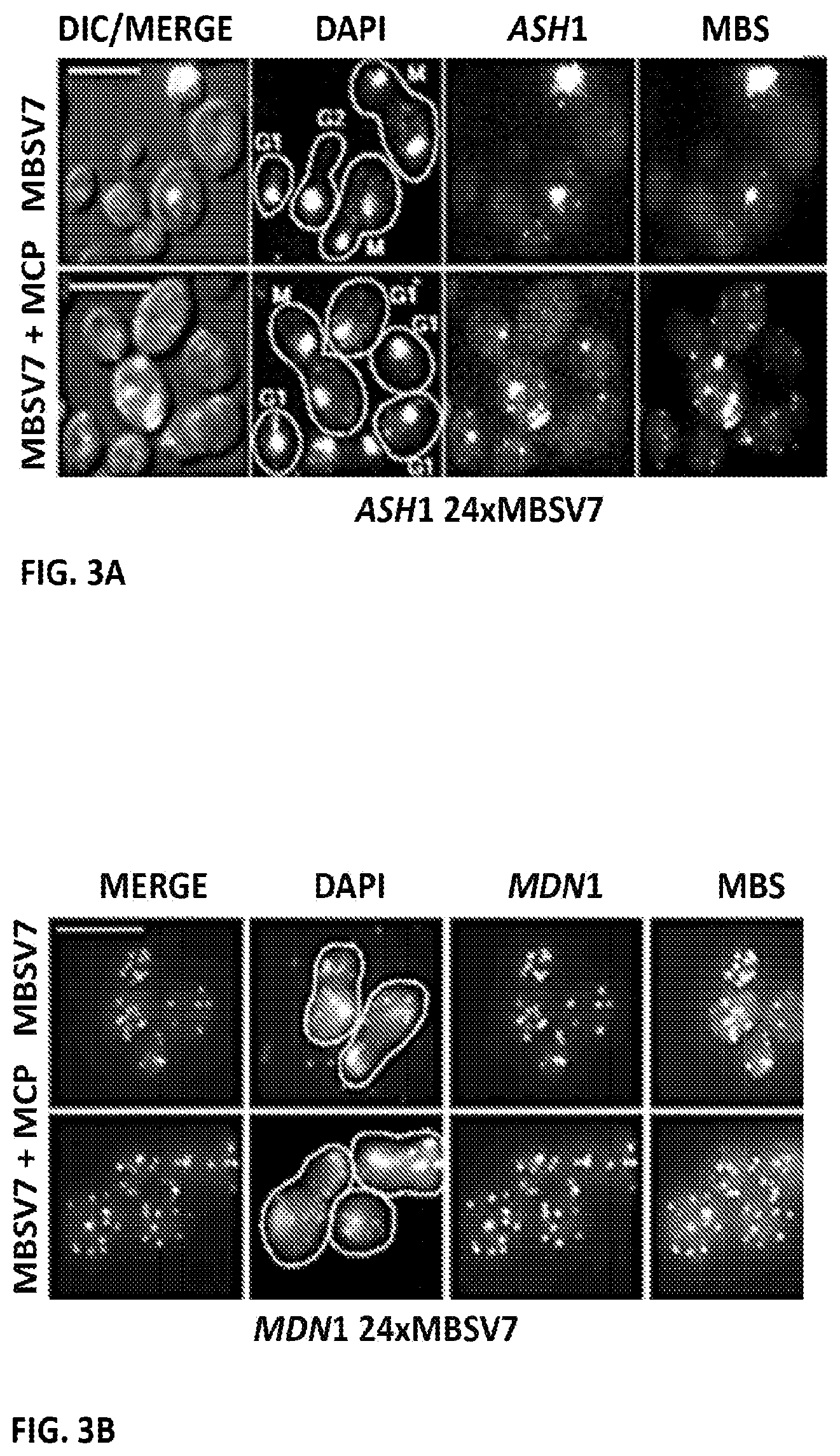 Patent US11781173 Figure 10 – RNA tagging system for visualization of single mRNA molecules