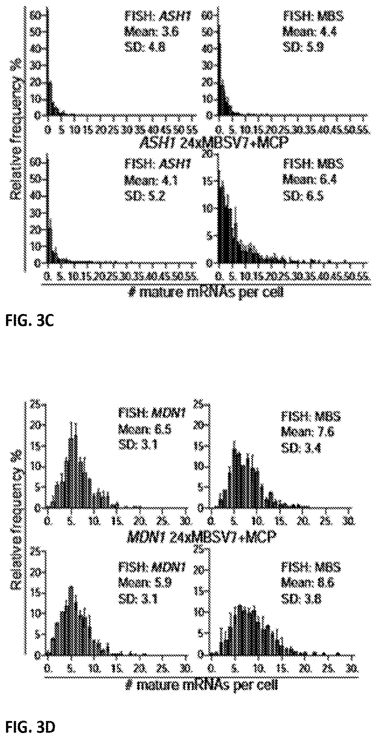 Patent US11781173 Figure 11 – RNA tagging system for visualization of single mRNA molecules