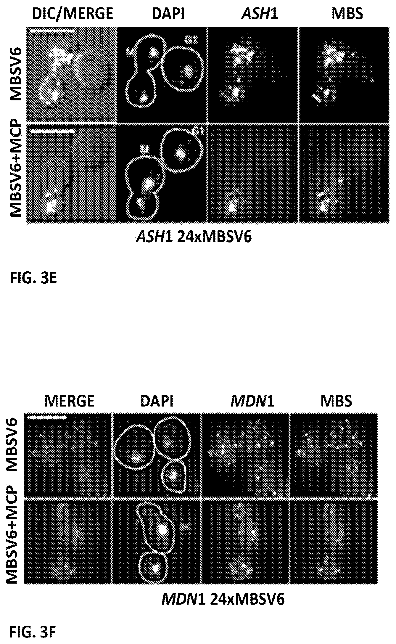 Patent US11781173 Figure 12 – RNA tagging system for visualization of single mRNA molecules