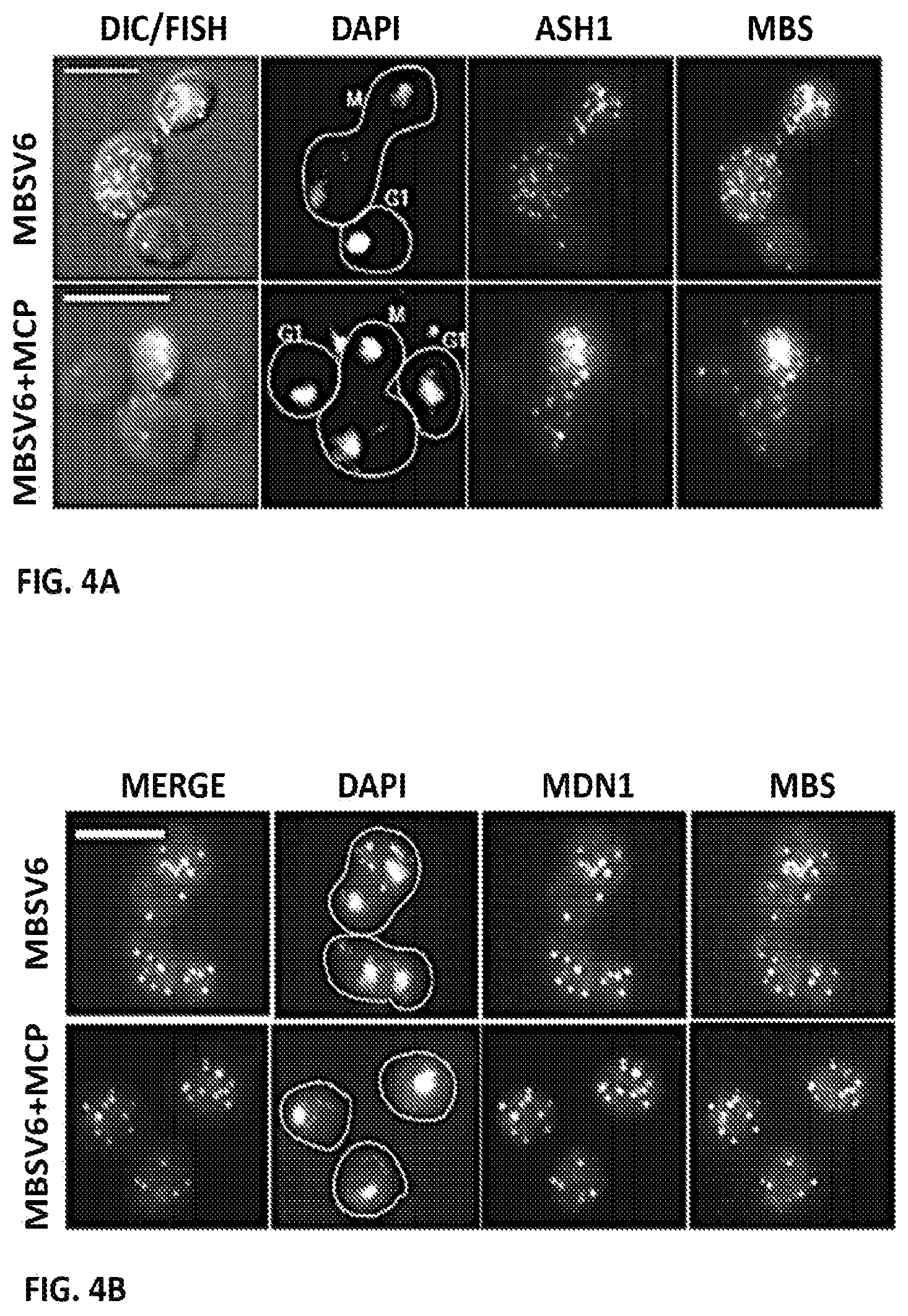Patent US11781173 Figure 14 – RNA tagging system for visualization of single mRNA molecules