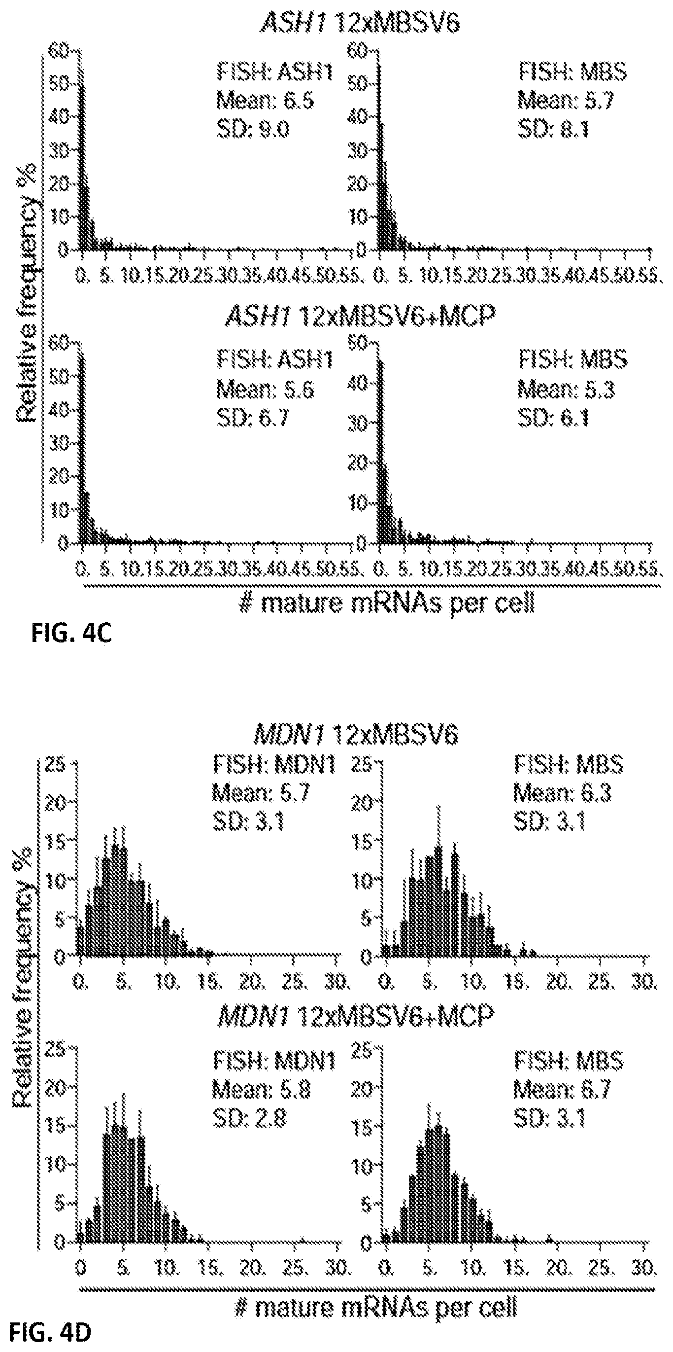 Patent US11781173 Figure 15 – RNA tagging system for visualization of single mRNA molecules