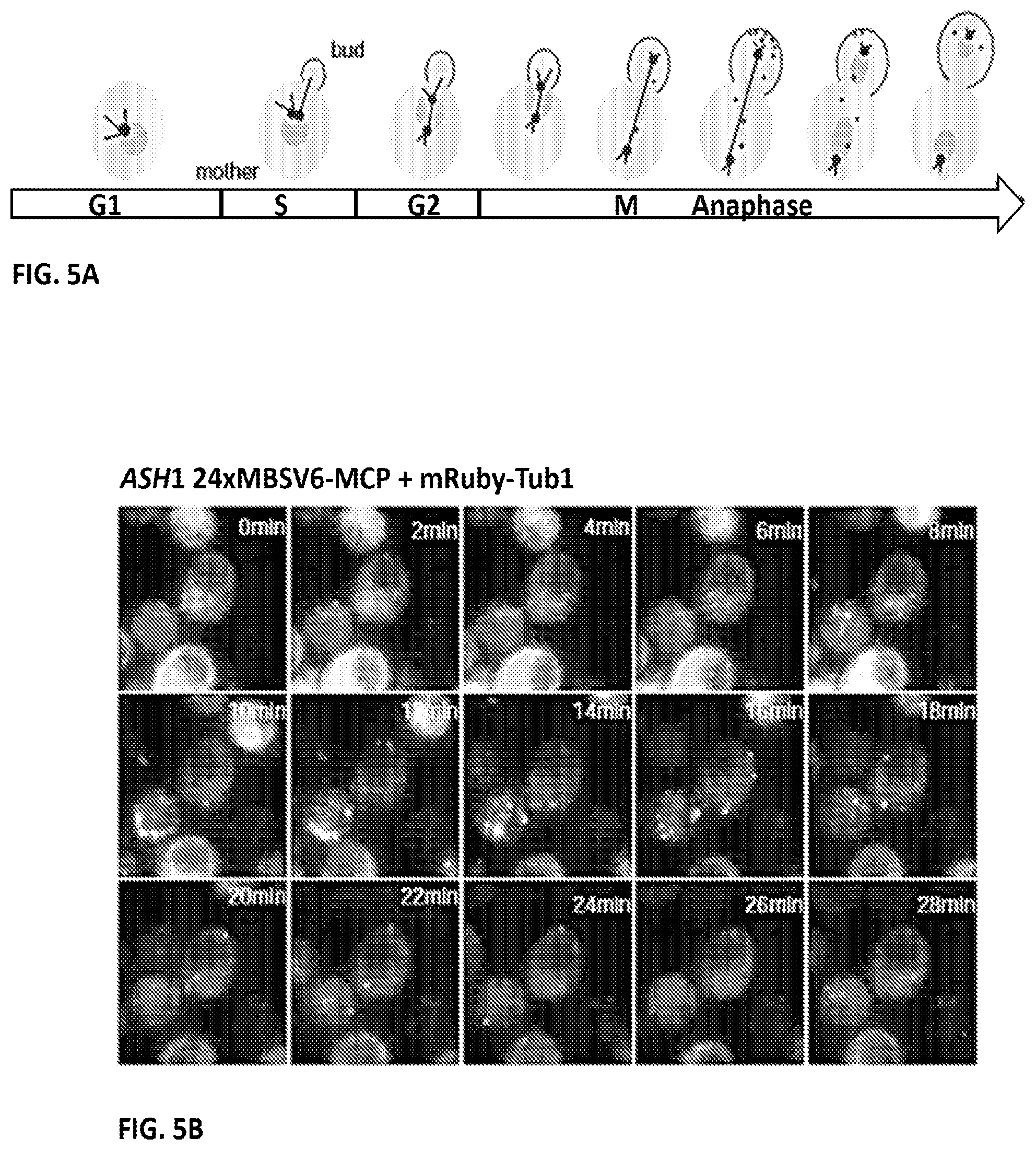 Patent US11781173 Figure 16 – RNA tagging system for visualization of single mRNA molecules
