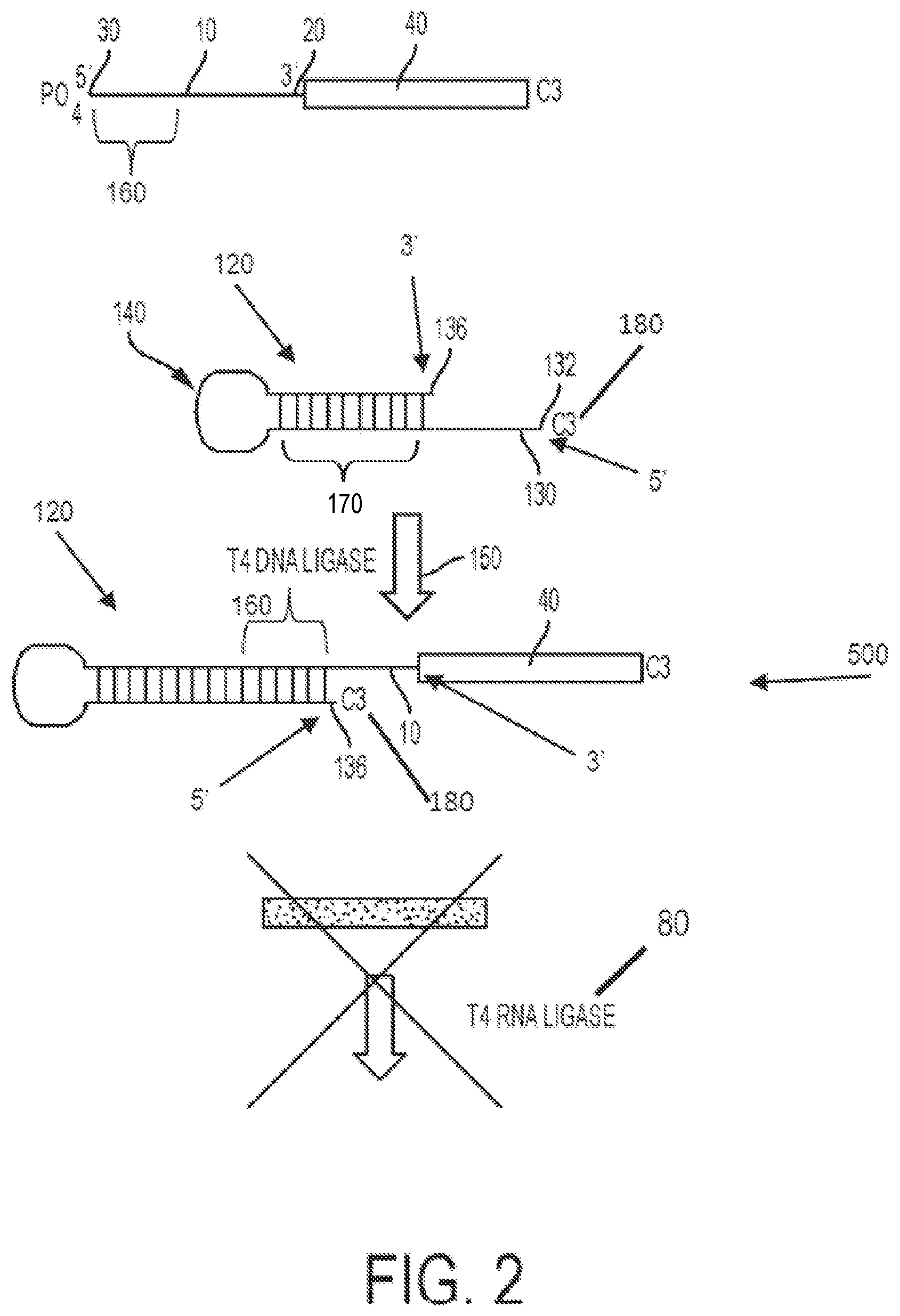 Patent US11781176 Figure 2 – Method for blocking miRNA