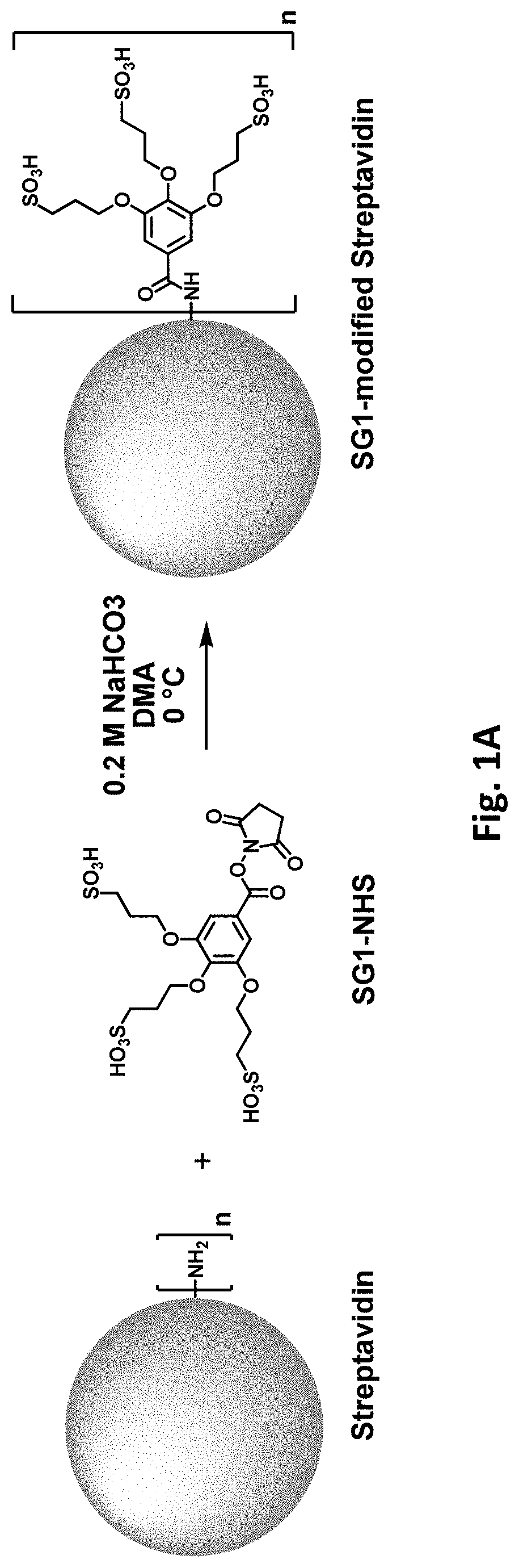 Patent US11781177 Figure 1 – Modified biotin-binding proteins for immobilization