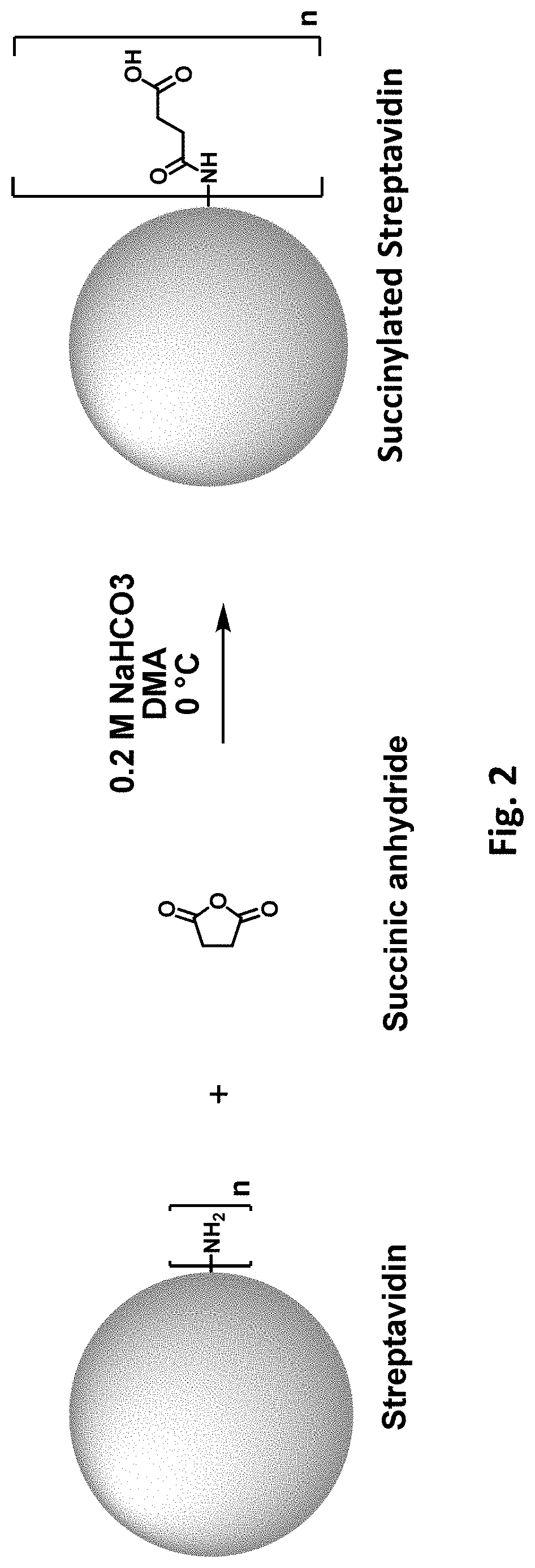 Patent US11781177 Figure 3 – Modified biotin-binding proteins for immobilization