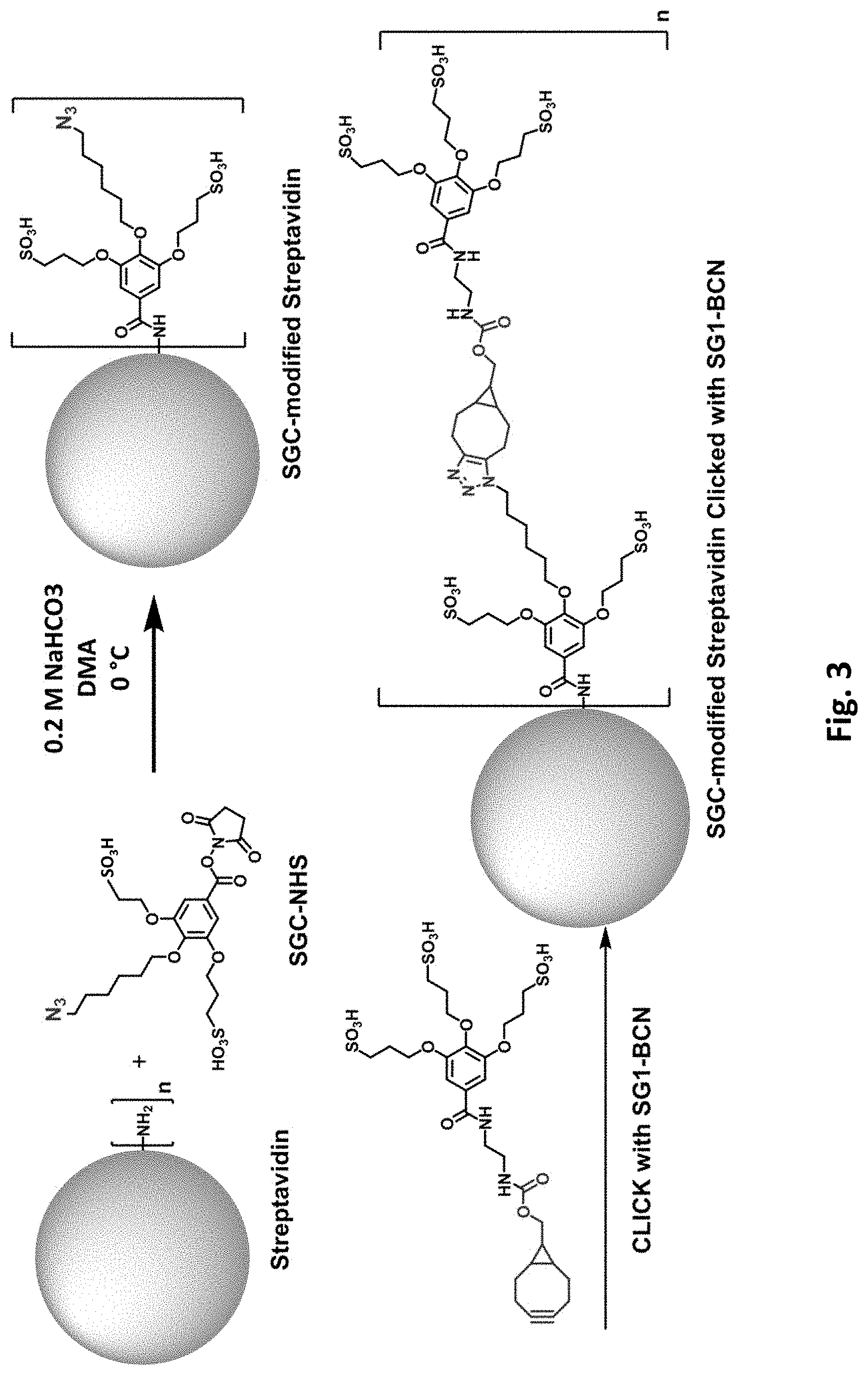 Patent US11781177 Figure 4 – Modified biotin-binding proteins for immobilization