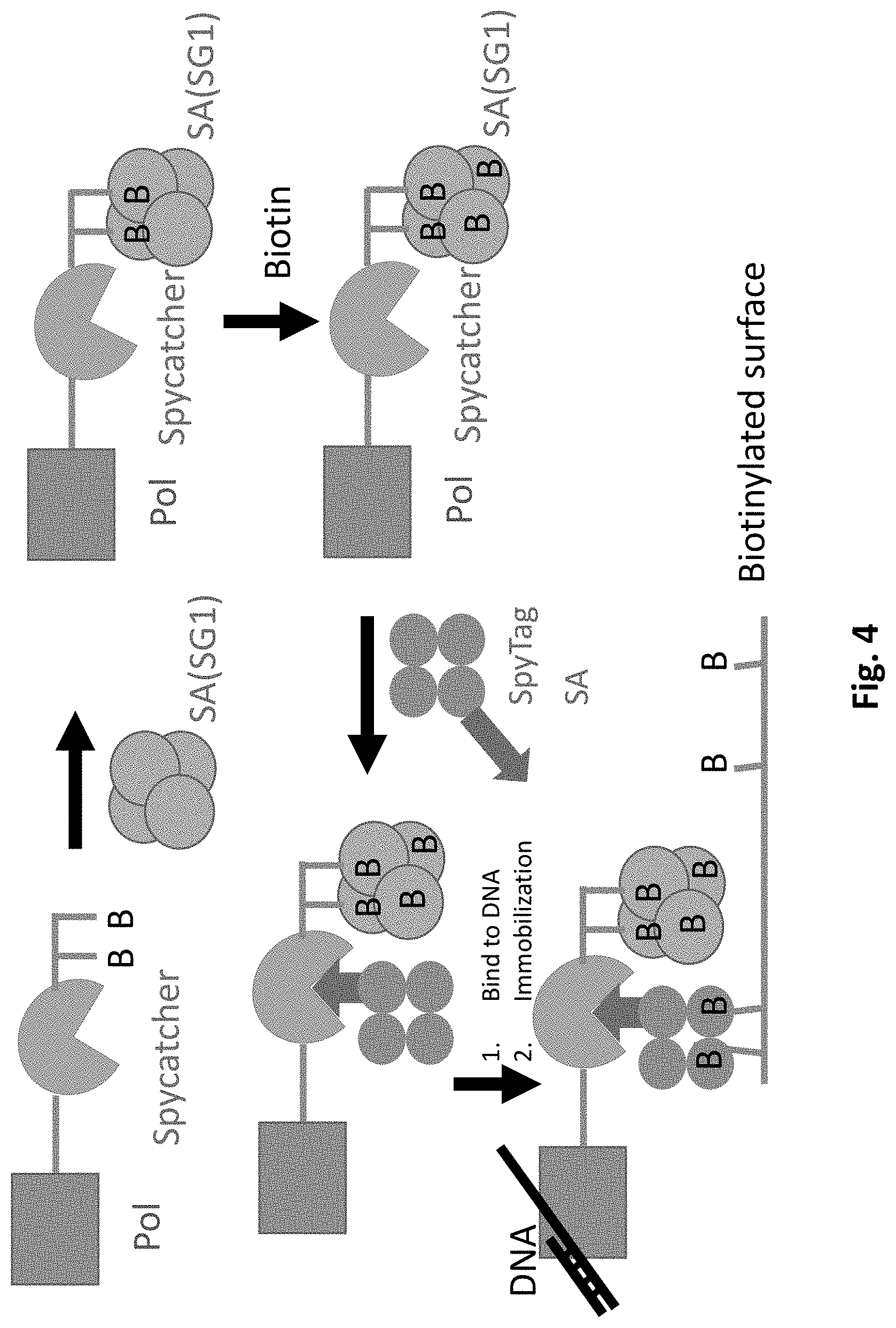Patent US11781177 Figure 5 – Modified biotin-binding proteins for immobilization
