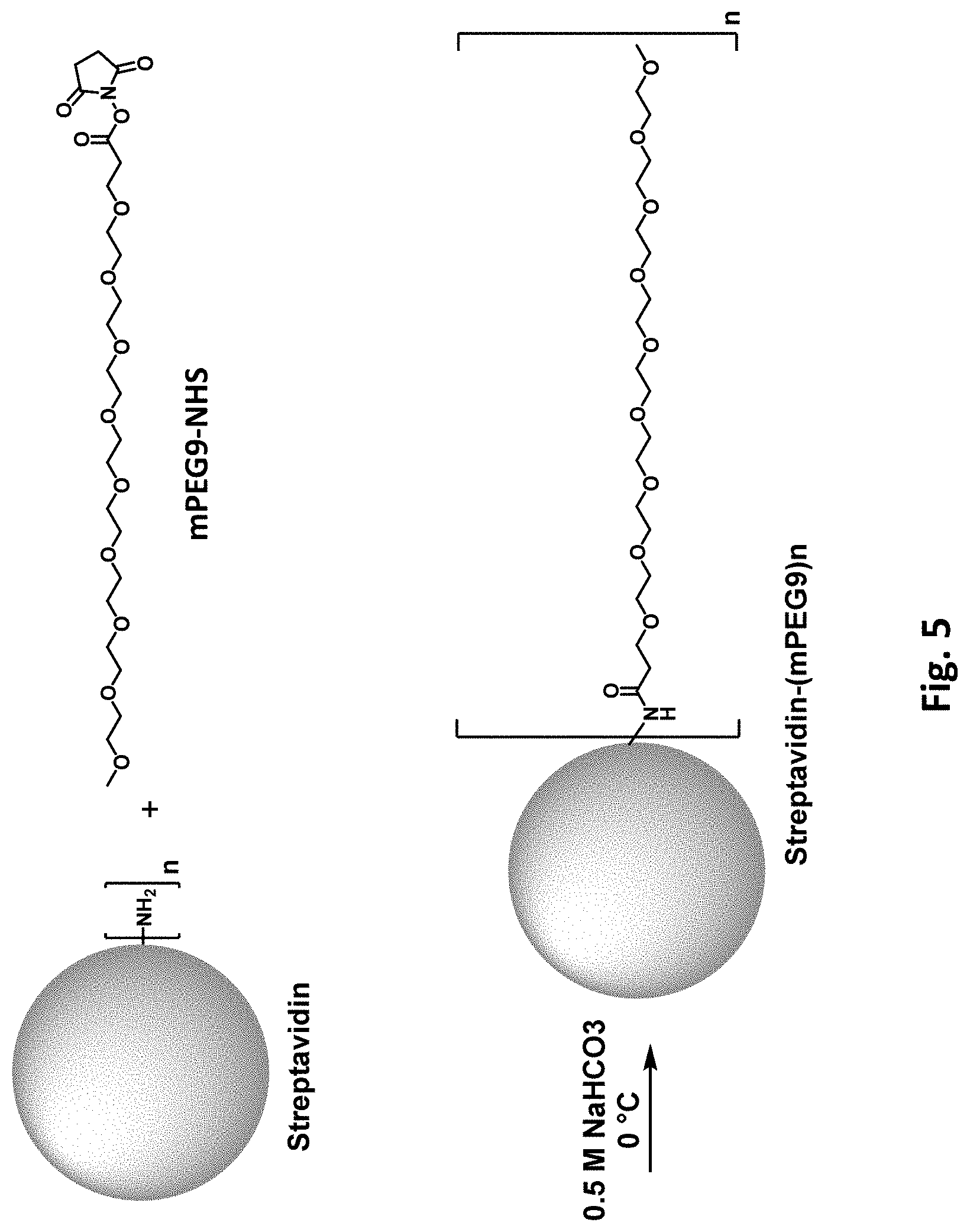 Patent US11781177 Figure 6 – Modified biotin-binding proteins for immobilization
